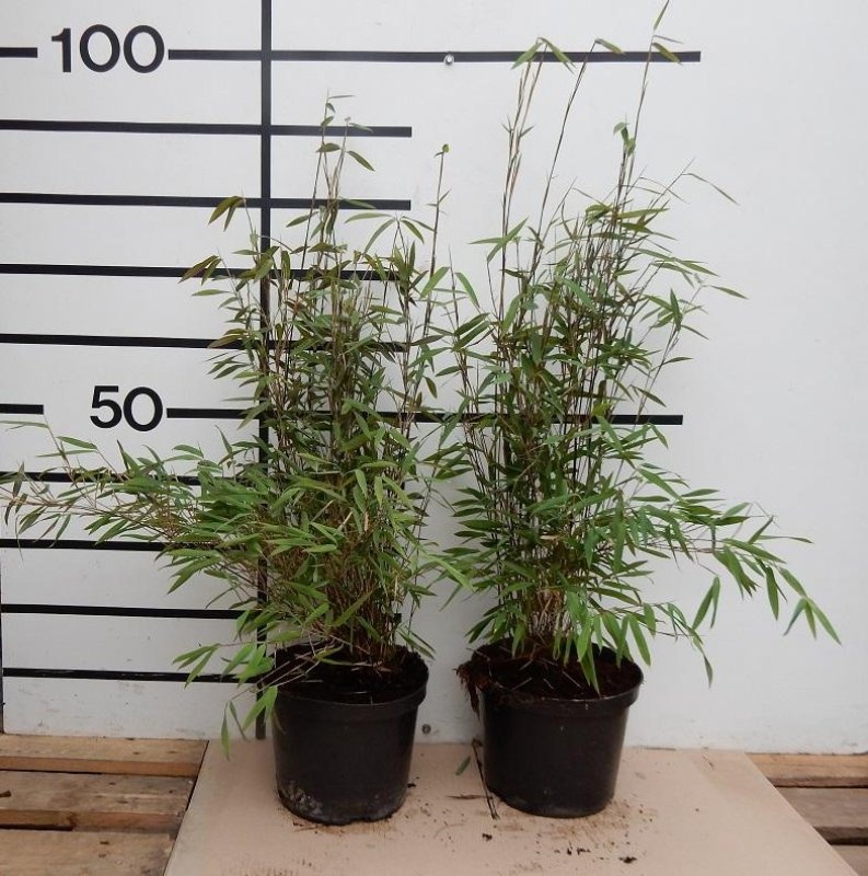 Fargesia nitida 'Volcano', D 23