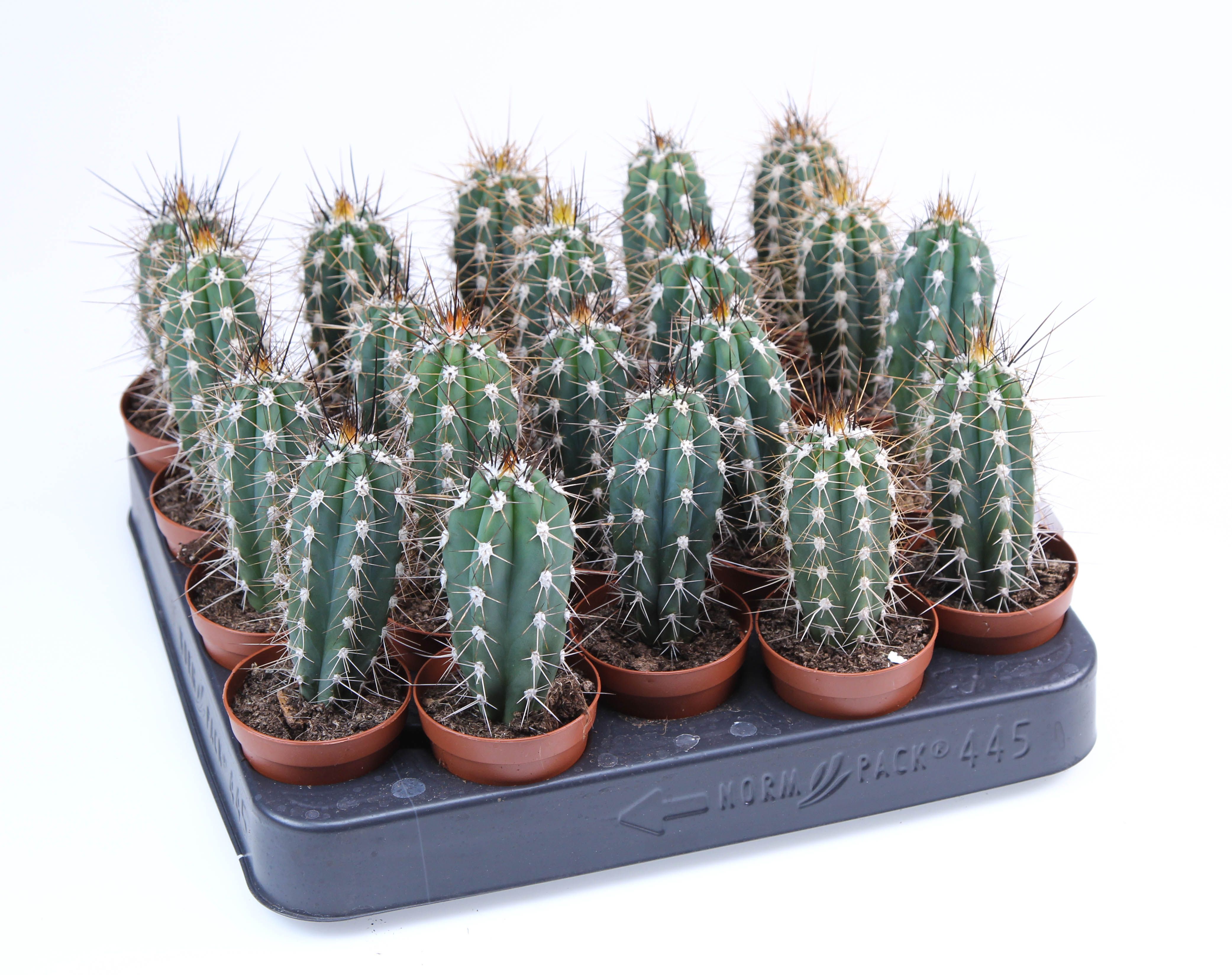 Setsonia coryne E, D 5,5