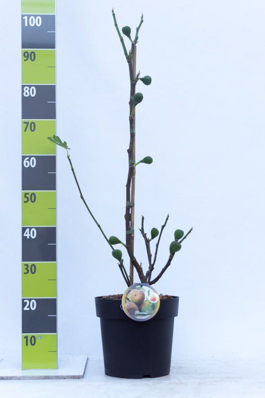 Ficus carica 'Firoma' C 7, D 27