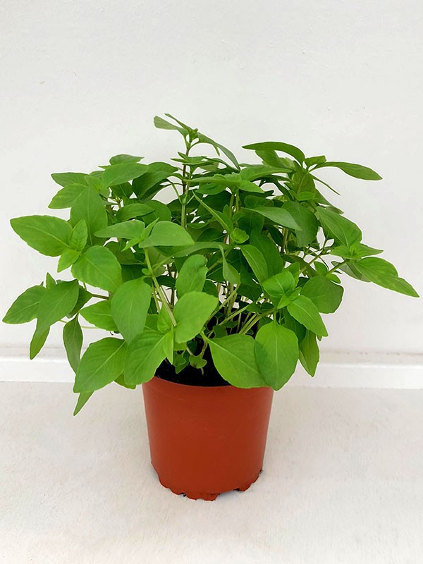 OCIMUM BASILICUM/BASILIKUM., D 11