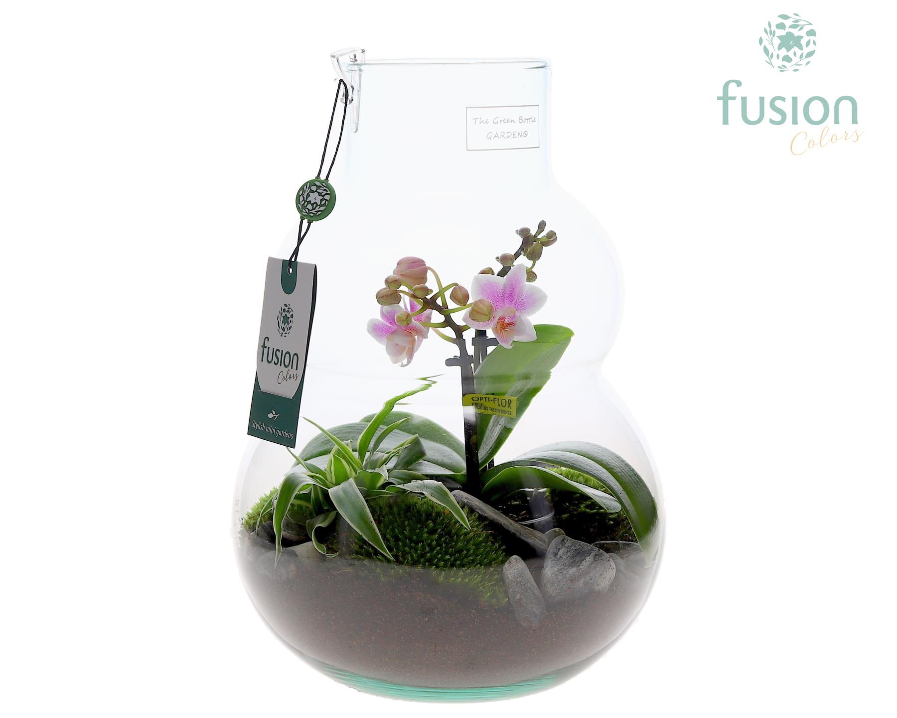 Green Bottle Olaf Medium met Phalaenopsis arrangement, D 21