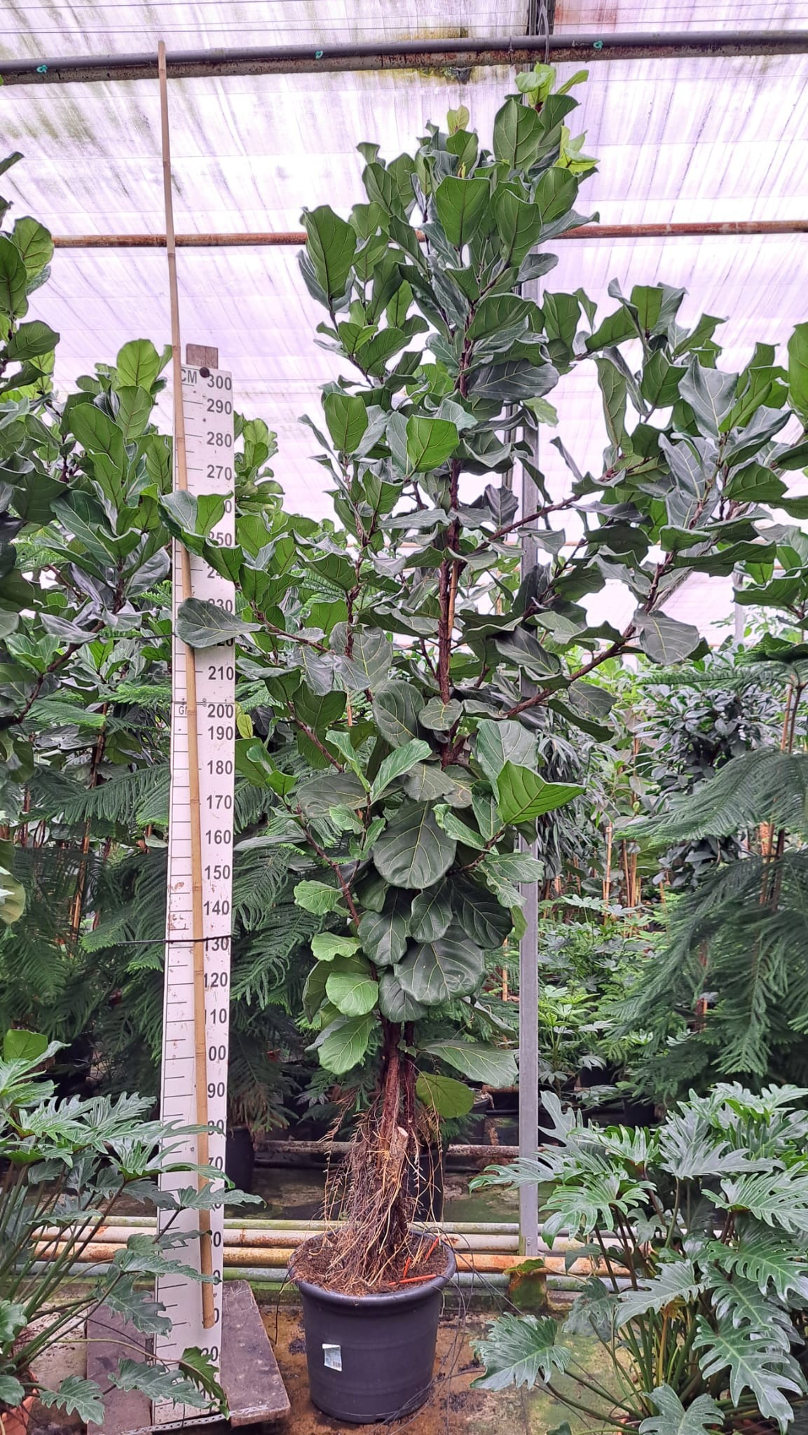 Ficus Lyrata vertakt 380, D 50