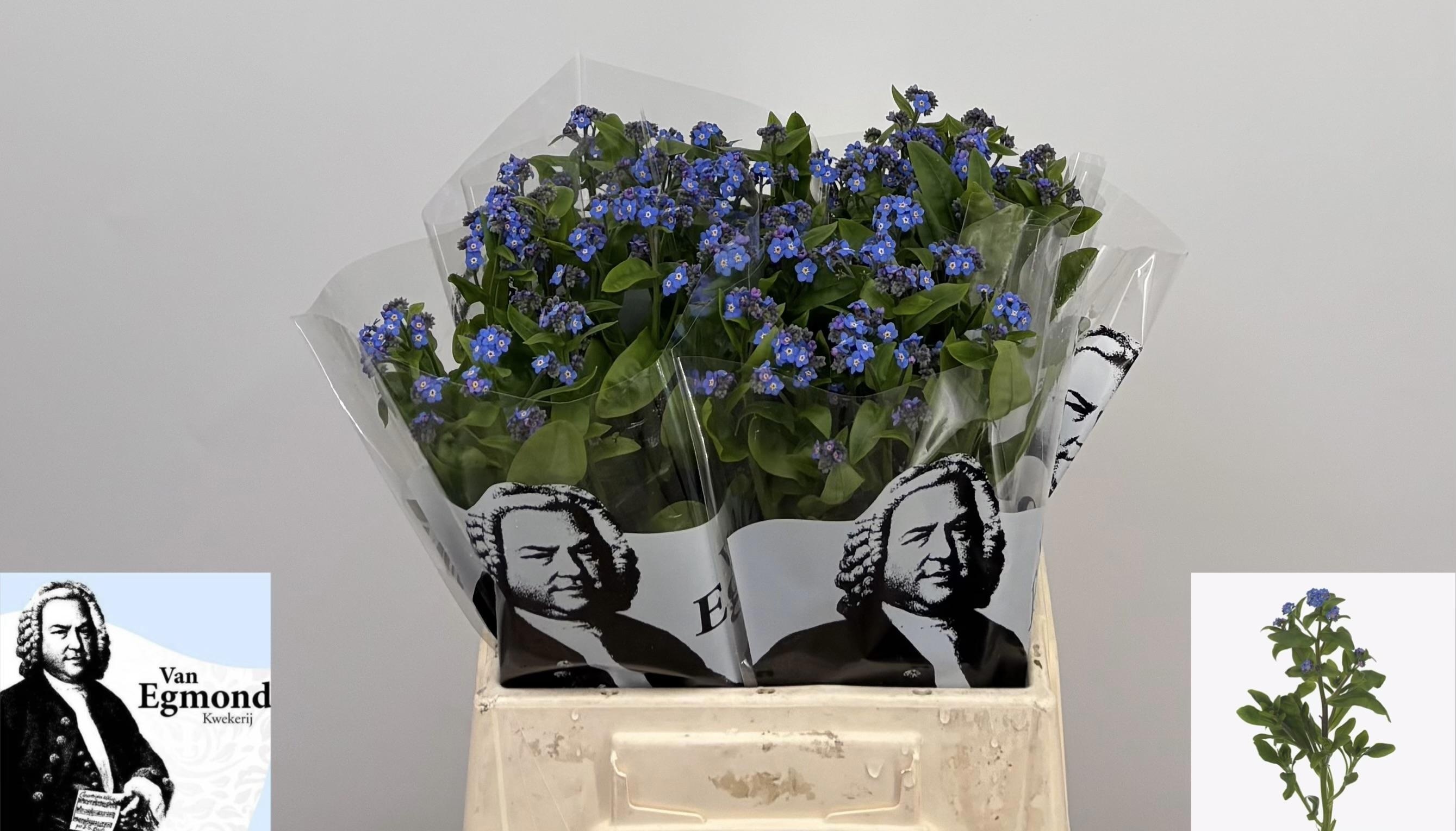 Миосотис Блю Мемори 40, шт.