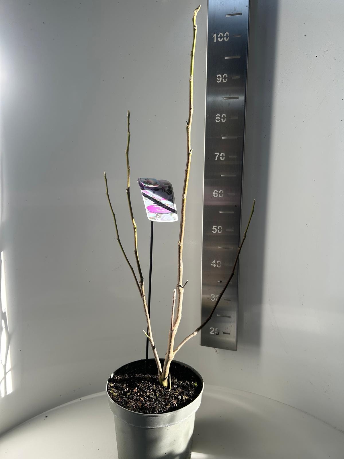 Magnolia soulangeana Cameo, D 23