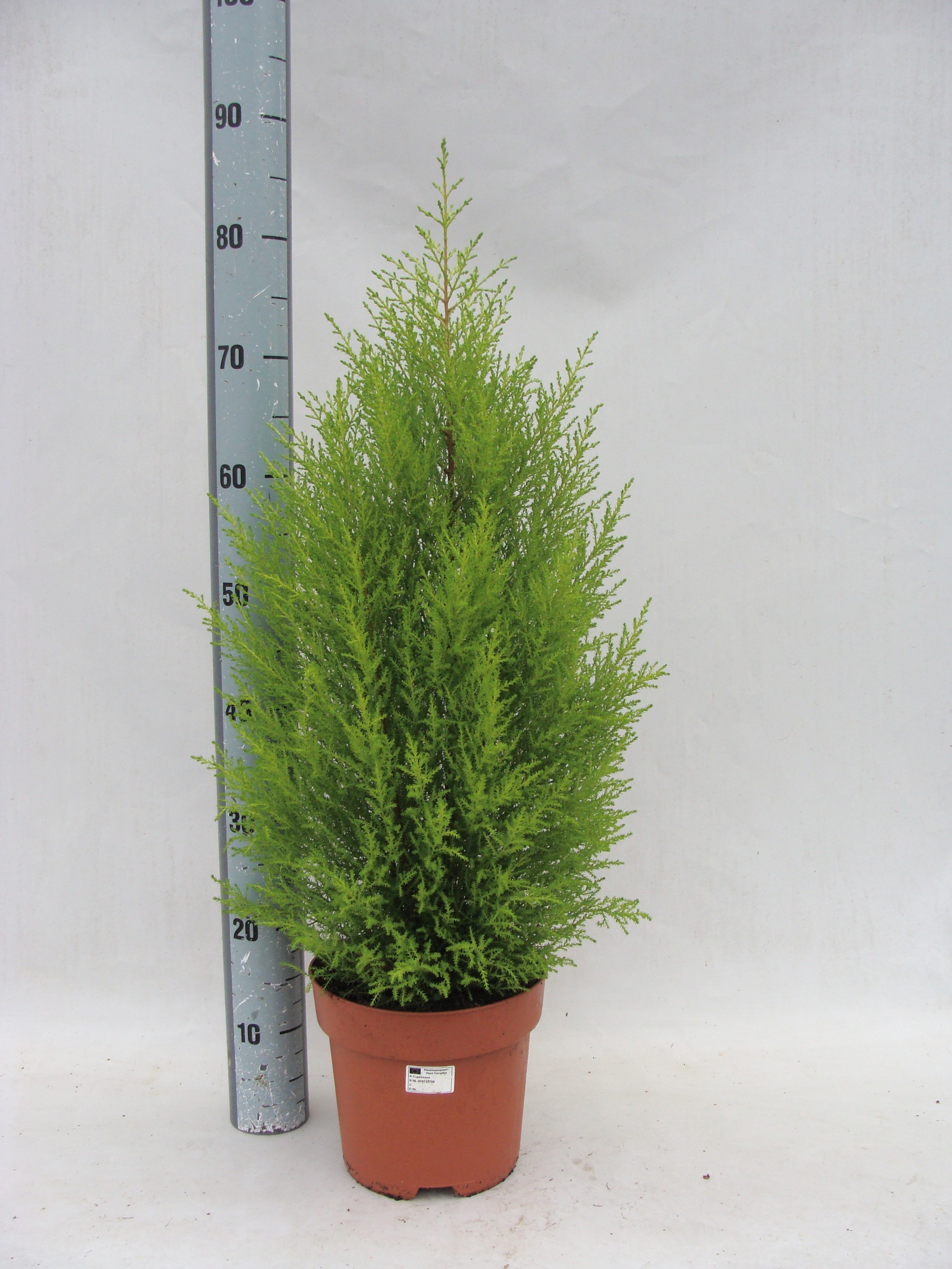 Goldcrest Wilma 21/80, D 21 cm