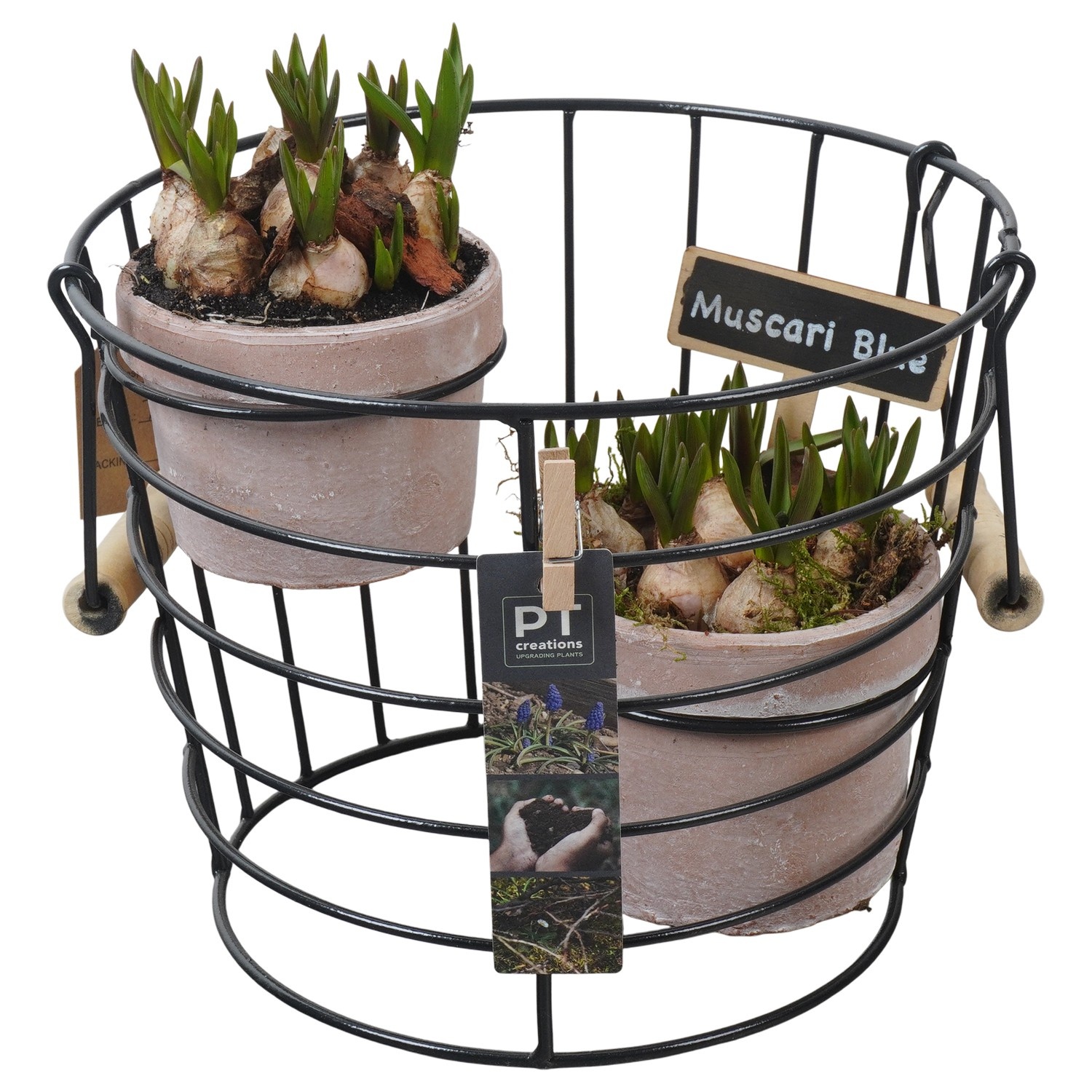 PTMB6251 Arrangement Muscari Blue in terracotta potten in metalen mand, D 23