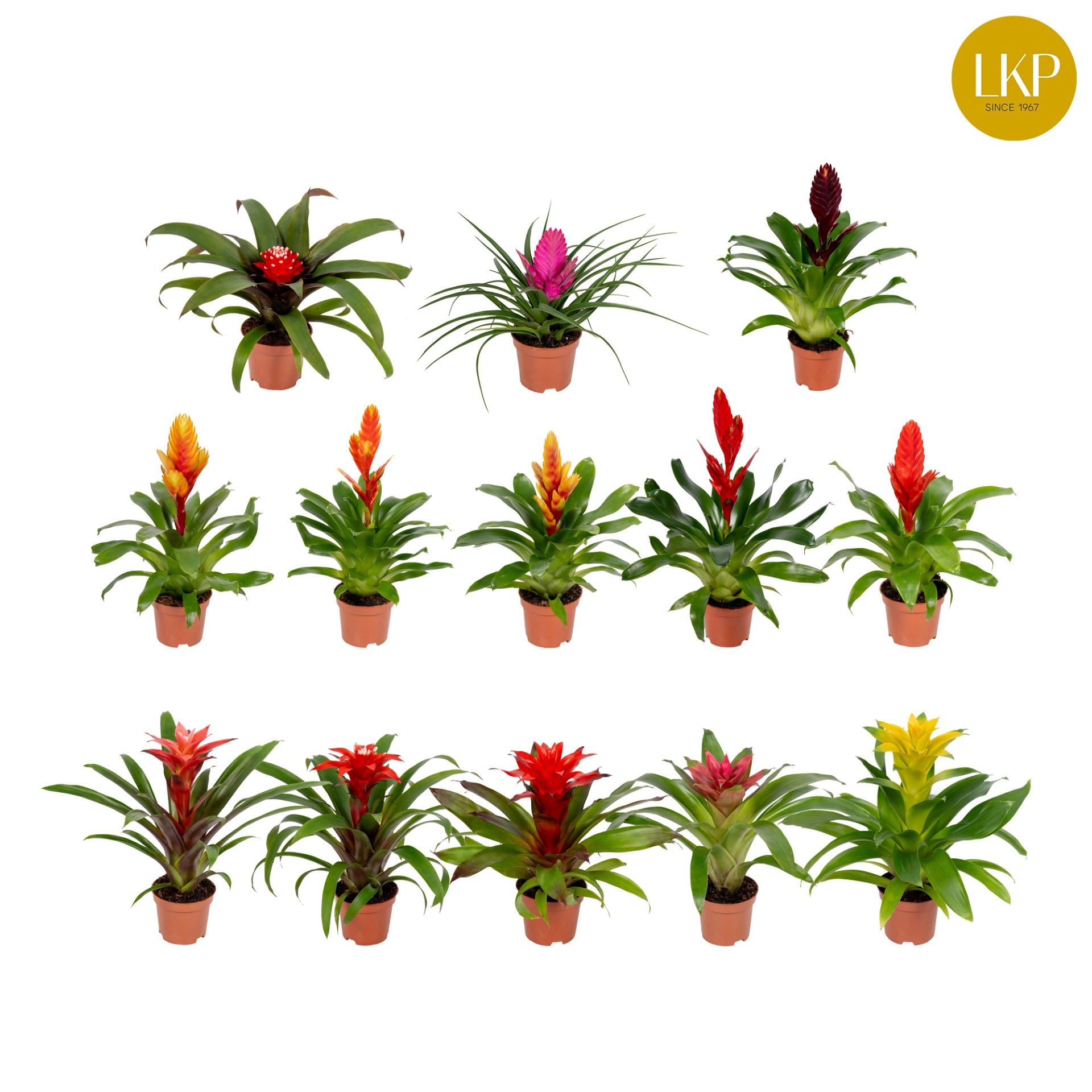 Bromelia Adventure Gemengd 10.5cm (Met Hoes), D 10,5