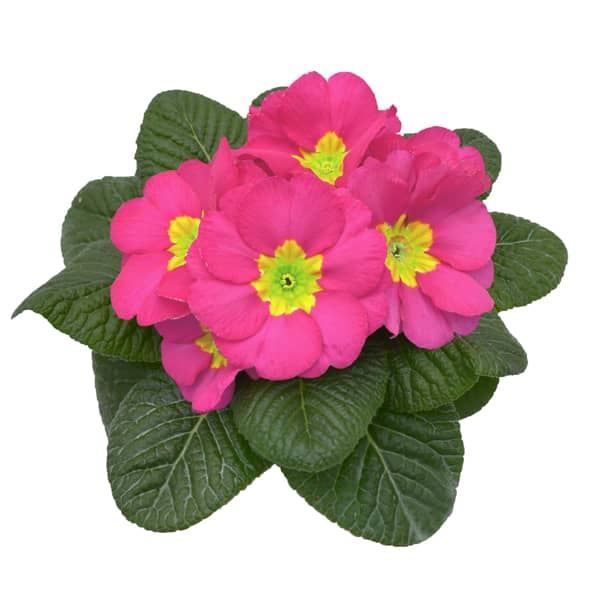 Primula acaulis Rambo Mid Pink, D 11