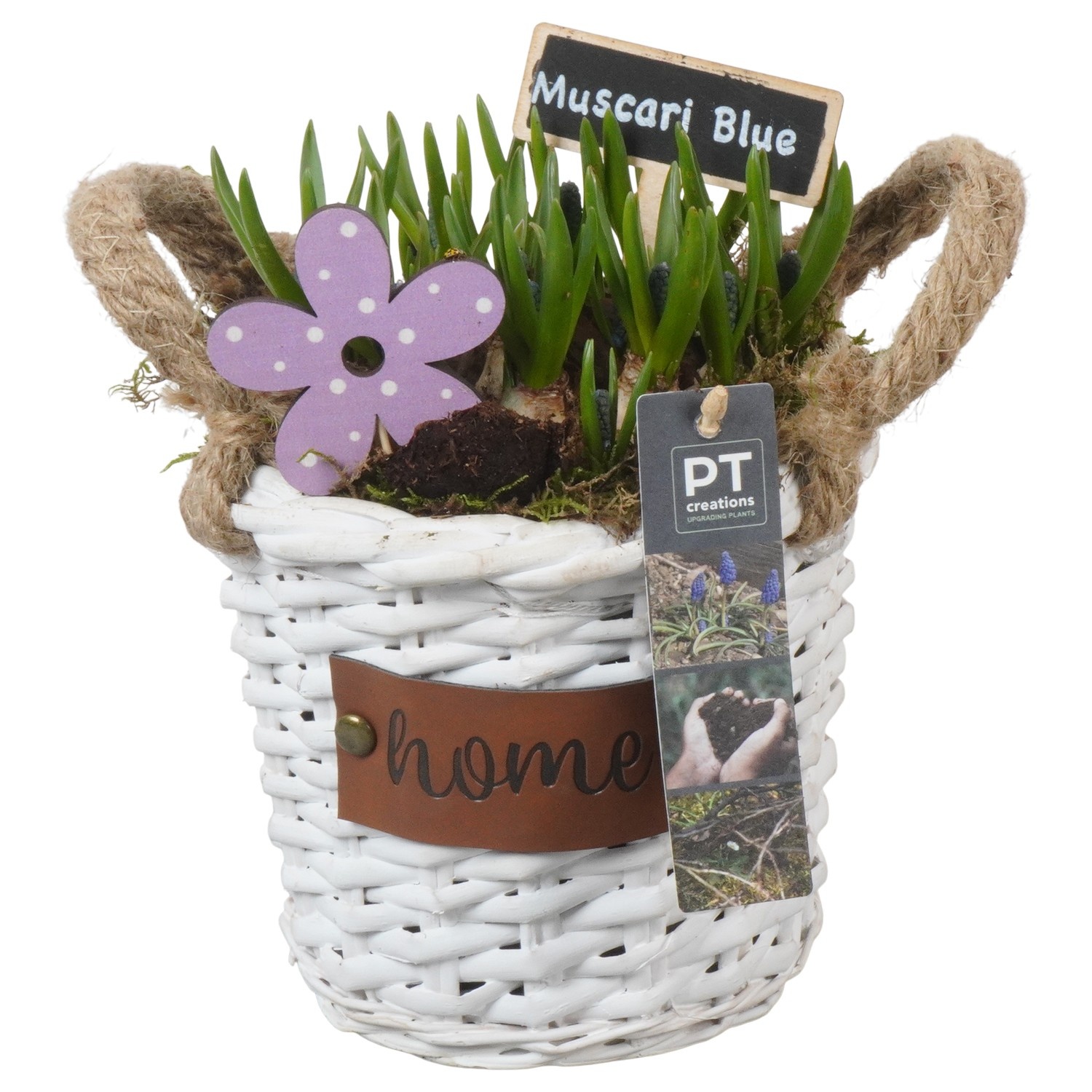 PTMB6233 Arrangement Muscari Blue in riet mand, D 16