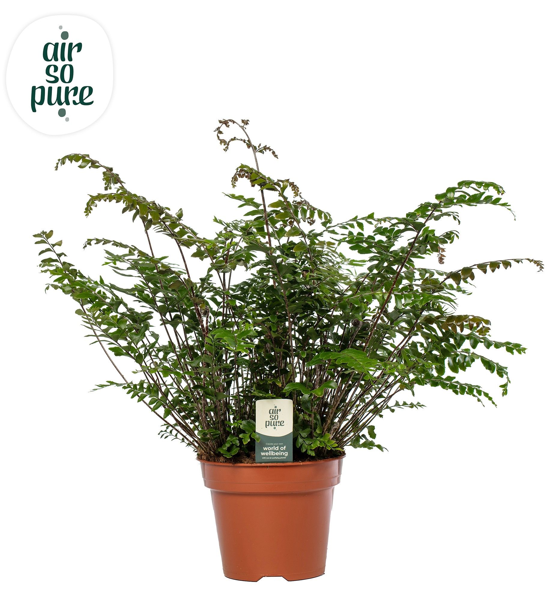 Didymochlaena truncatula - Air So Pure, D 17