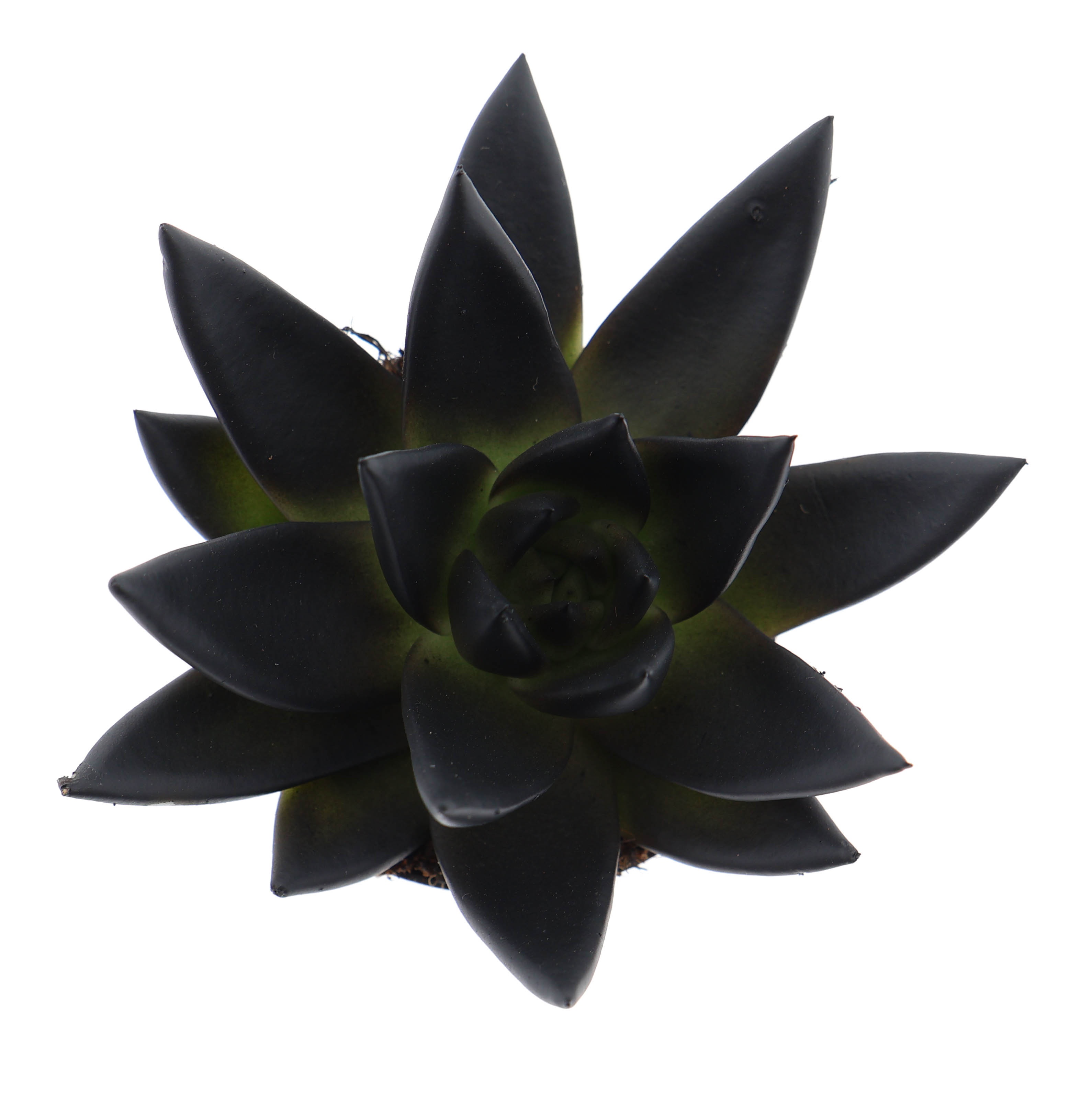 Rainbow deep black, D 6