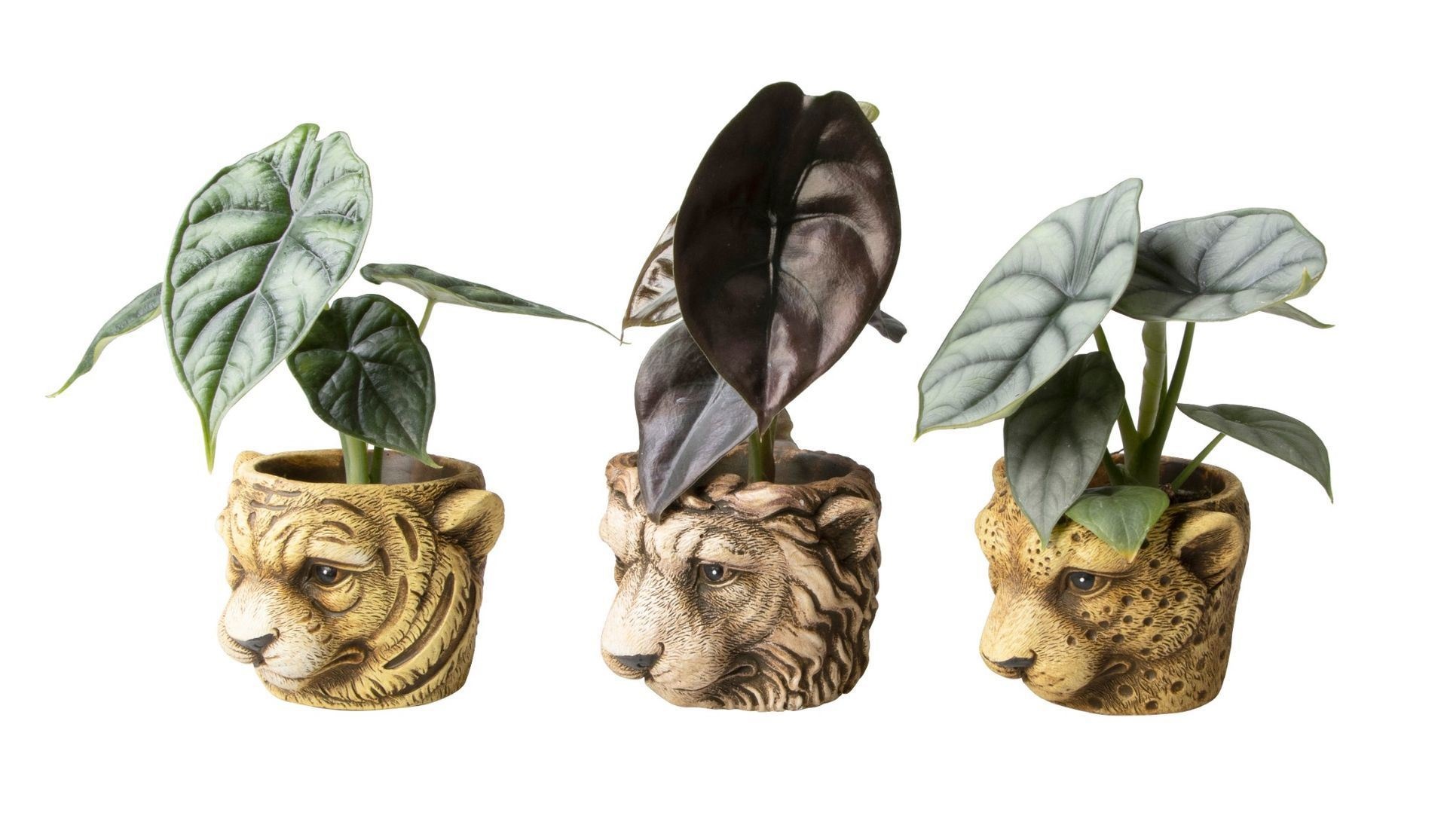 L 65662 with Alocasia Mix, D 6