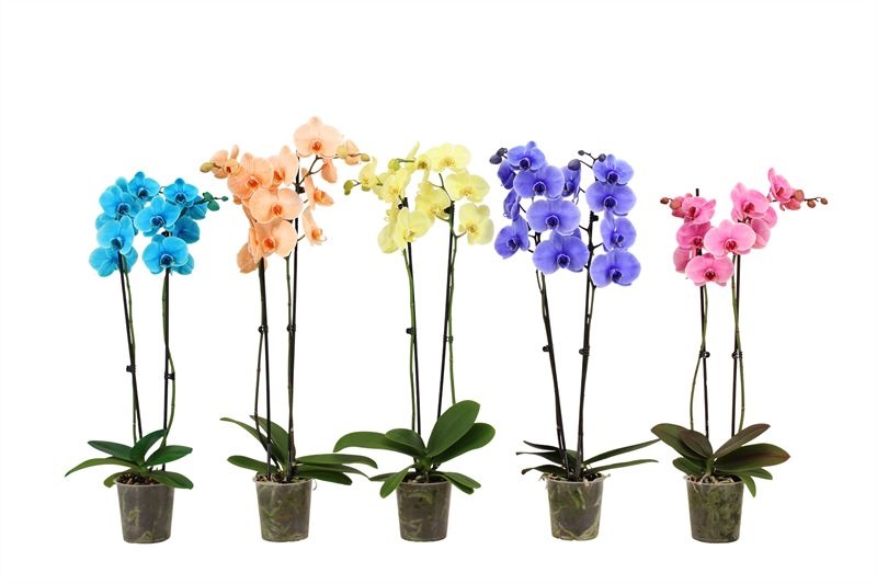 Phal I am mix 2T18+ ( 2 lg/dc ), D 12