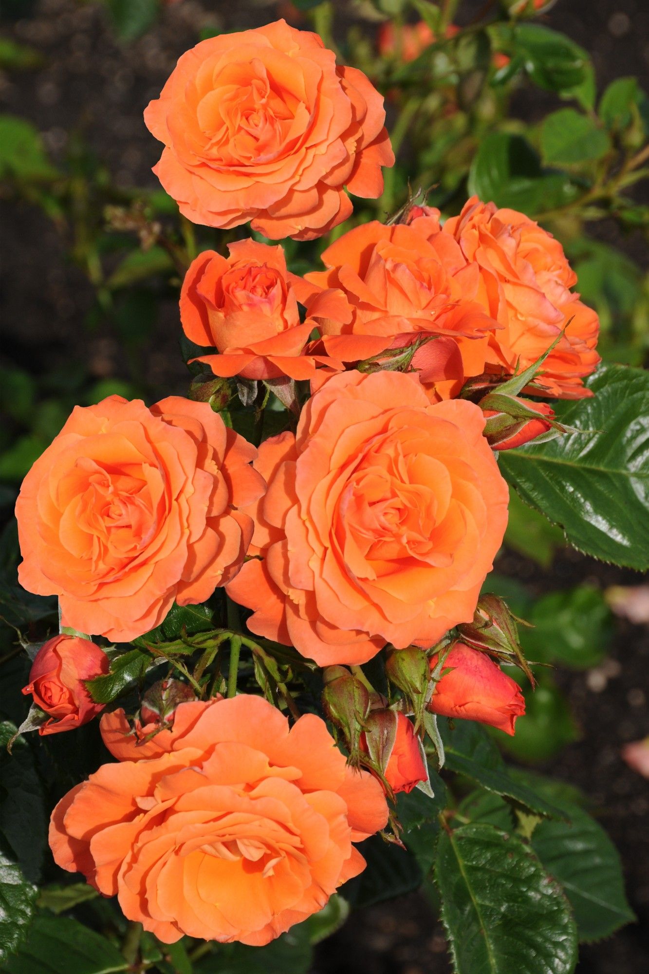 Rosa 'Orange Queen' +light label, D 15