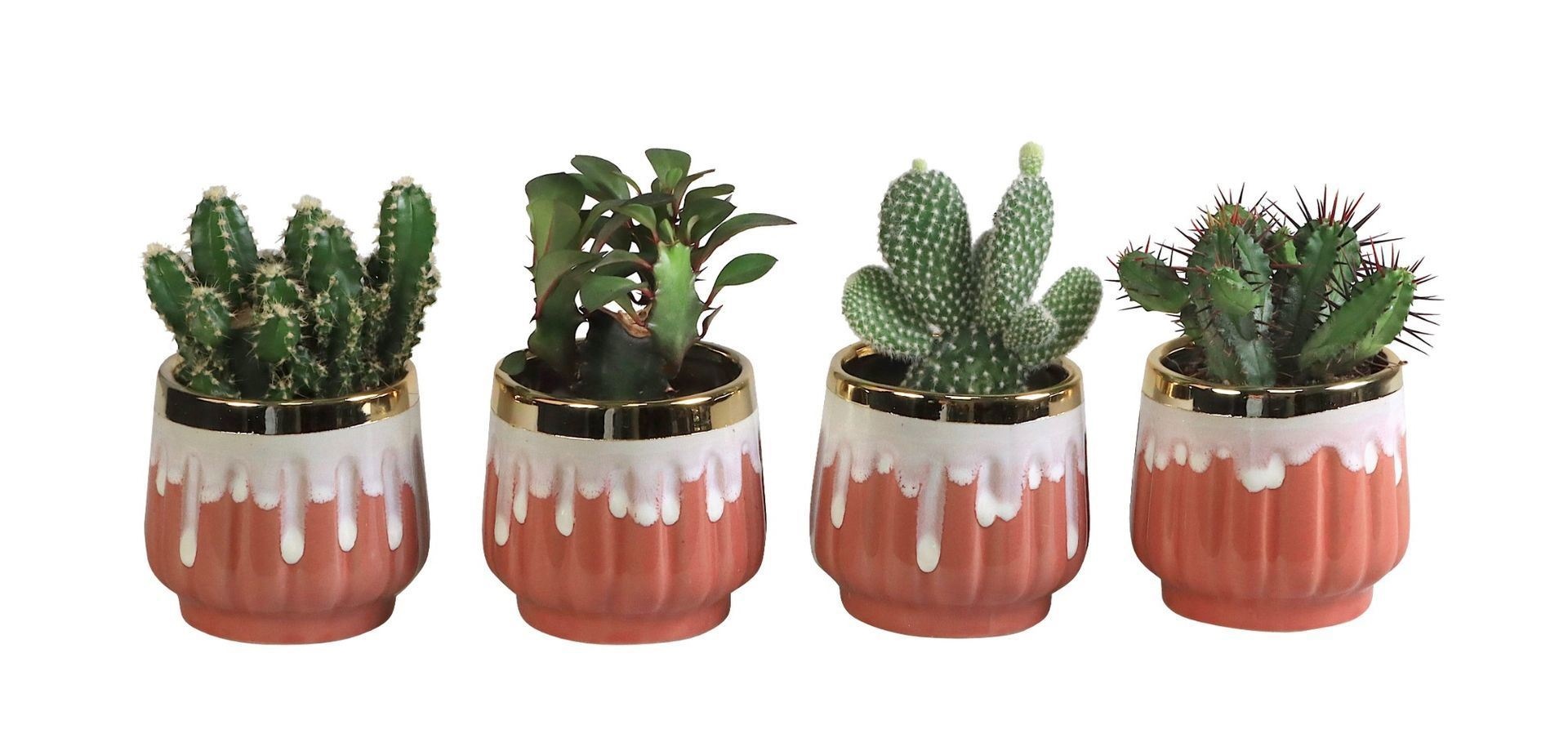 L 65815 with Cactus Mix 6 cm, D 6