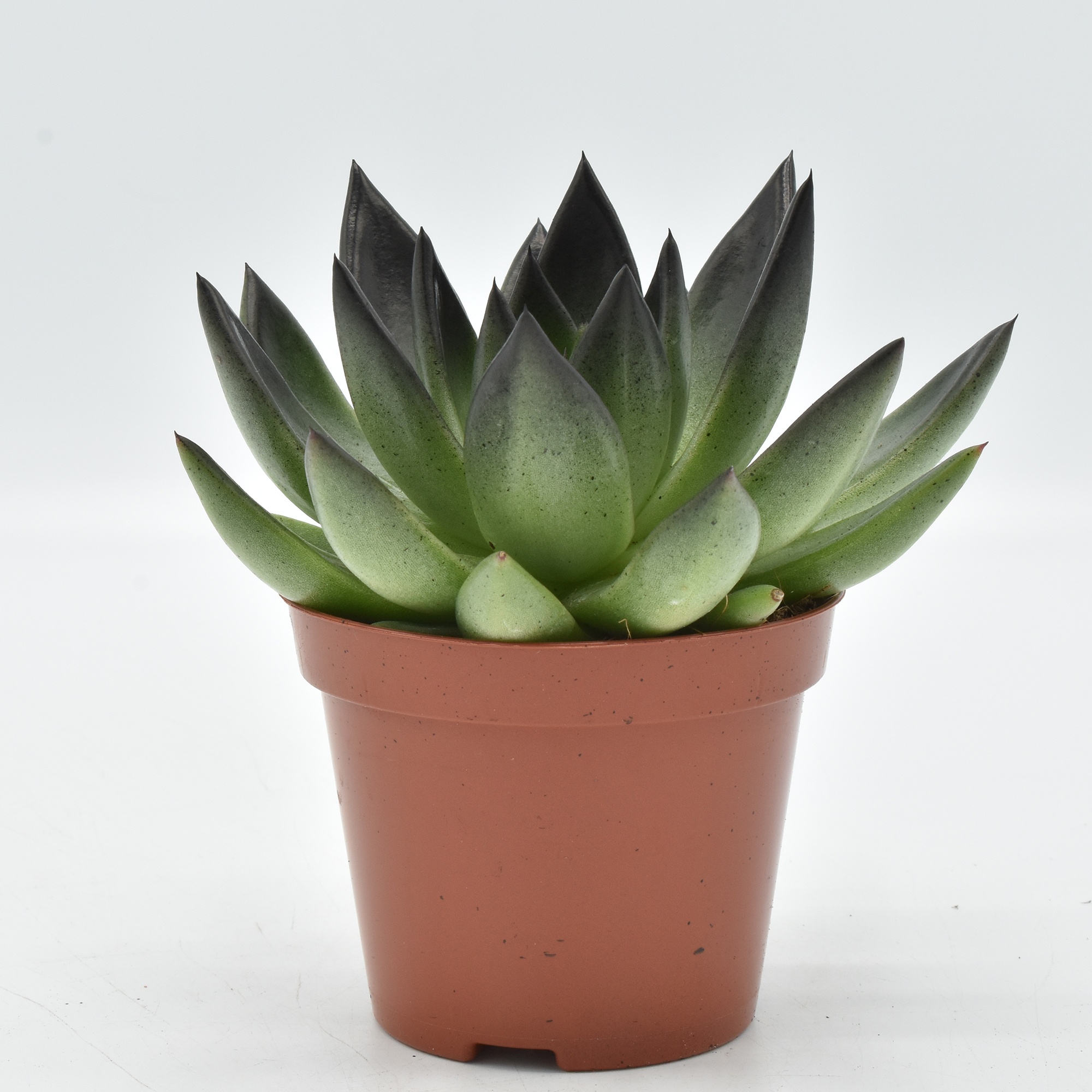 Miranda coloured black festival, D 8,5