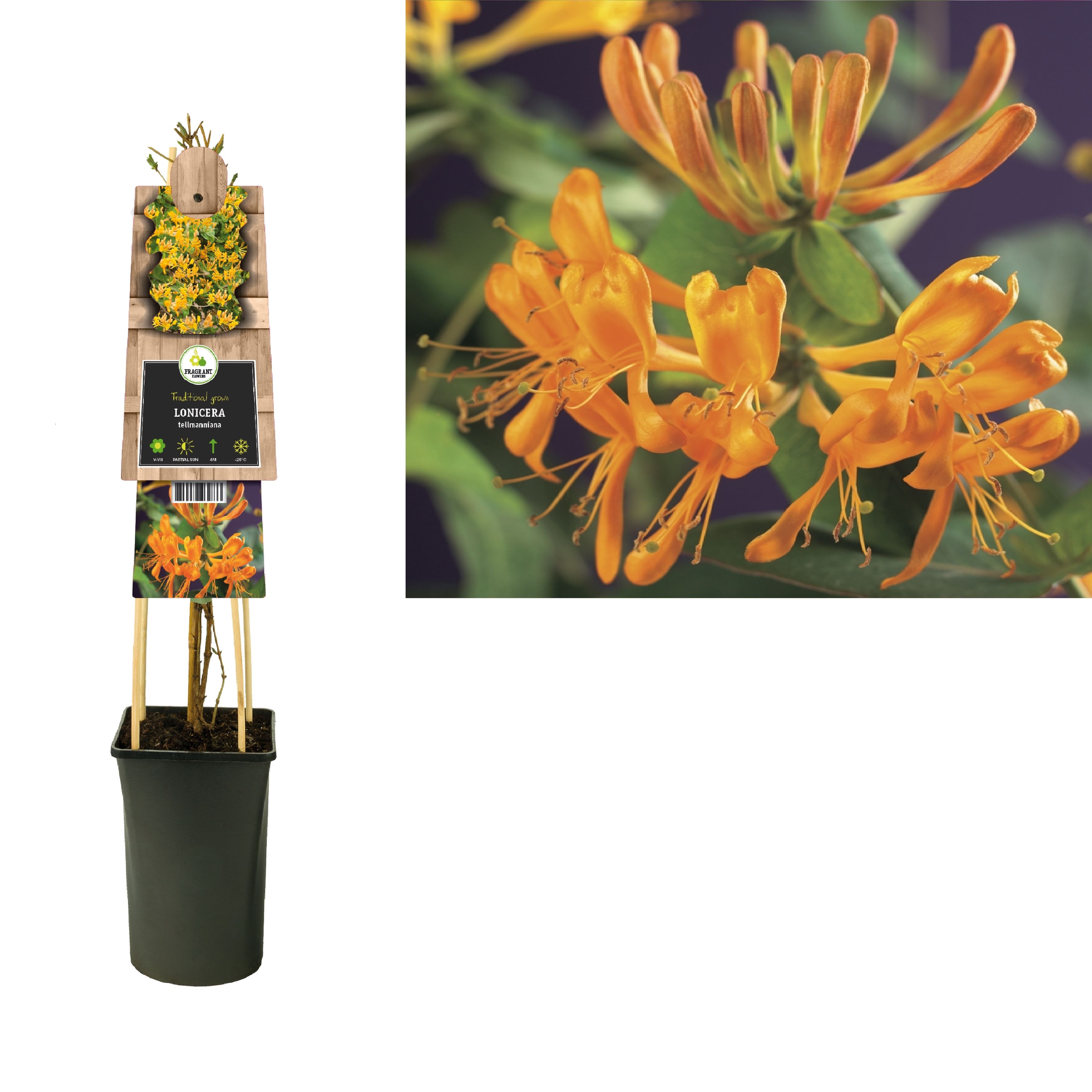 Lonicera tellmanniana +3.0 label, D 17