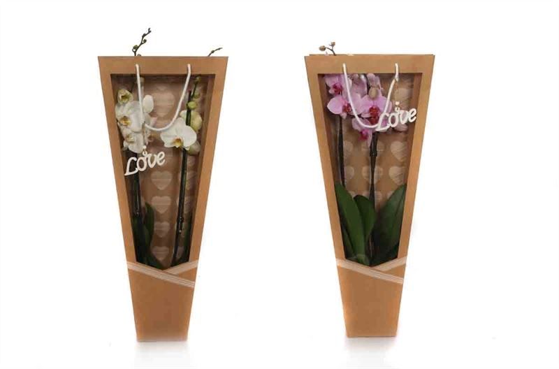 Draagtas heartbeat Phal mix 2T14+, D 12