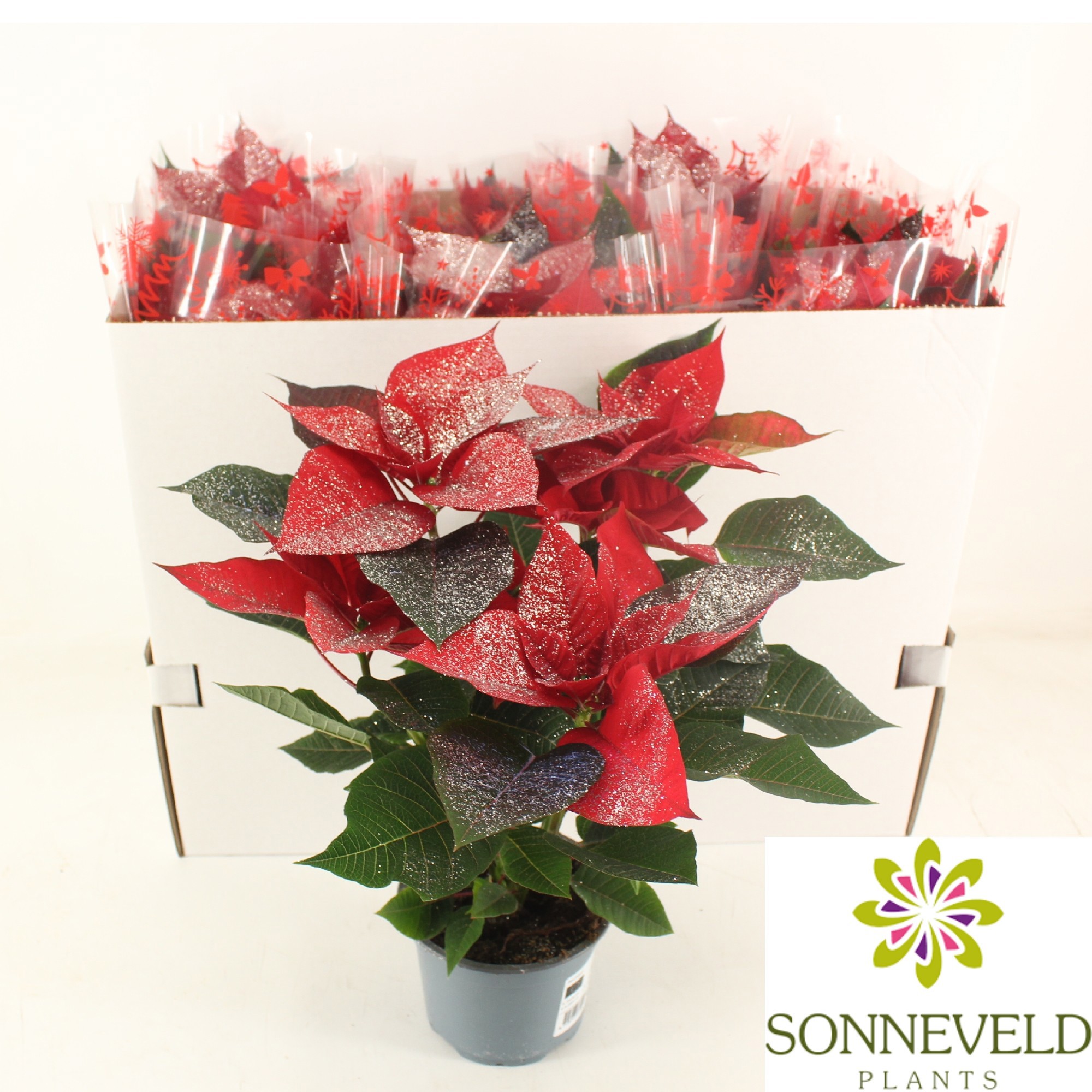 Poinsettia Christmas Feeling Silver BIO Glitter, D 13 cm
