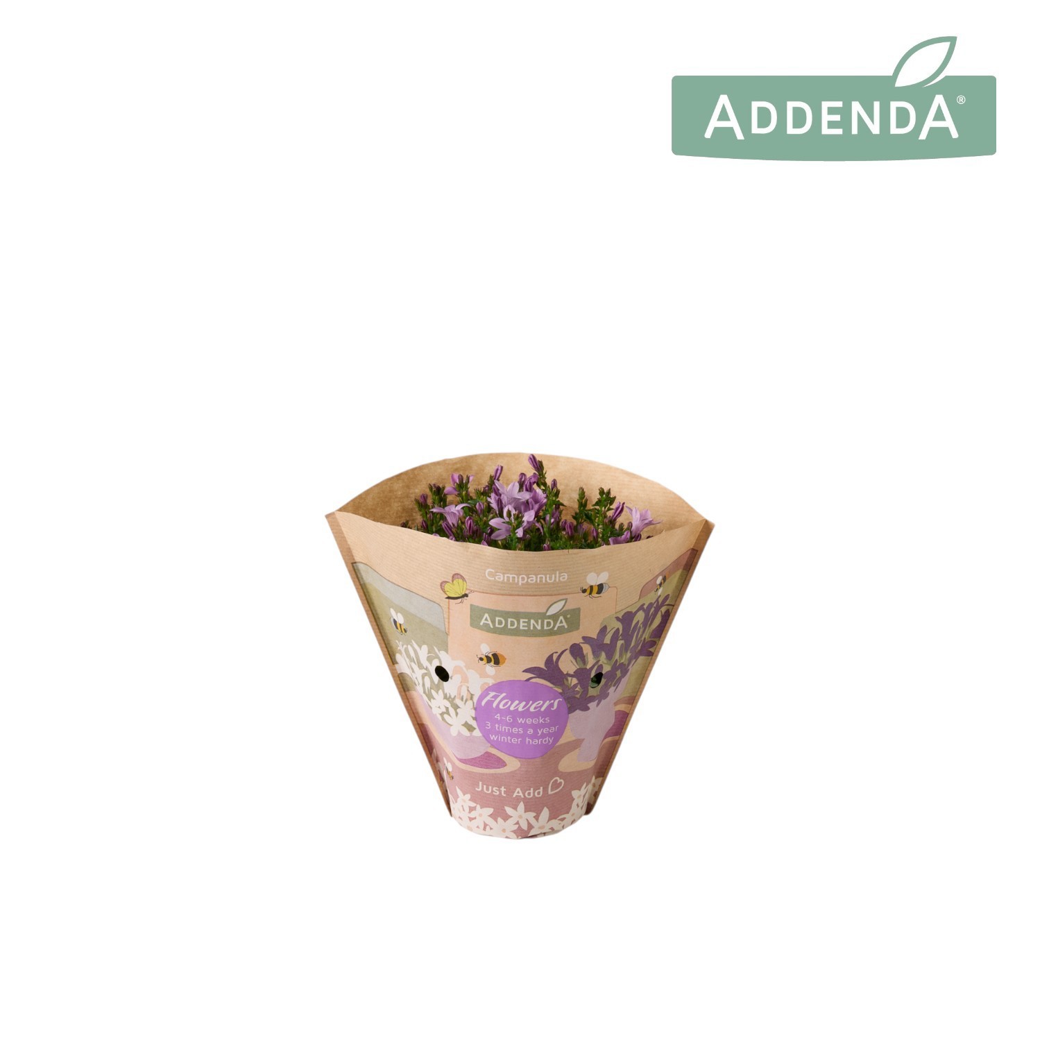 Campanula Ambella Pink 10,5 cm krafthoes, D 10,5