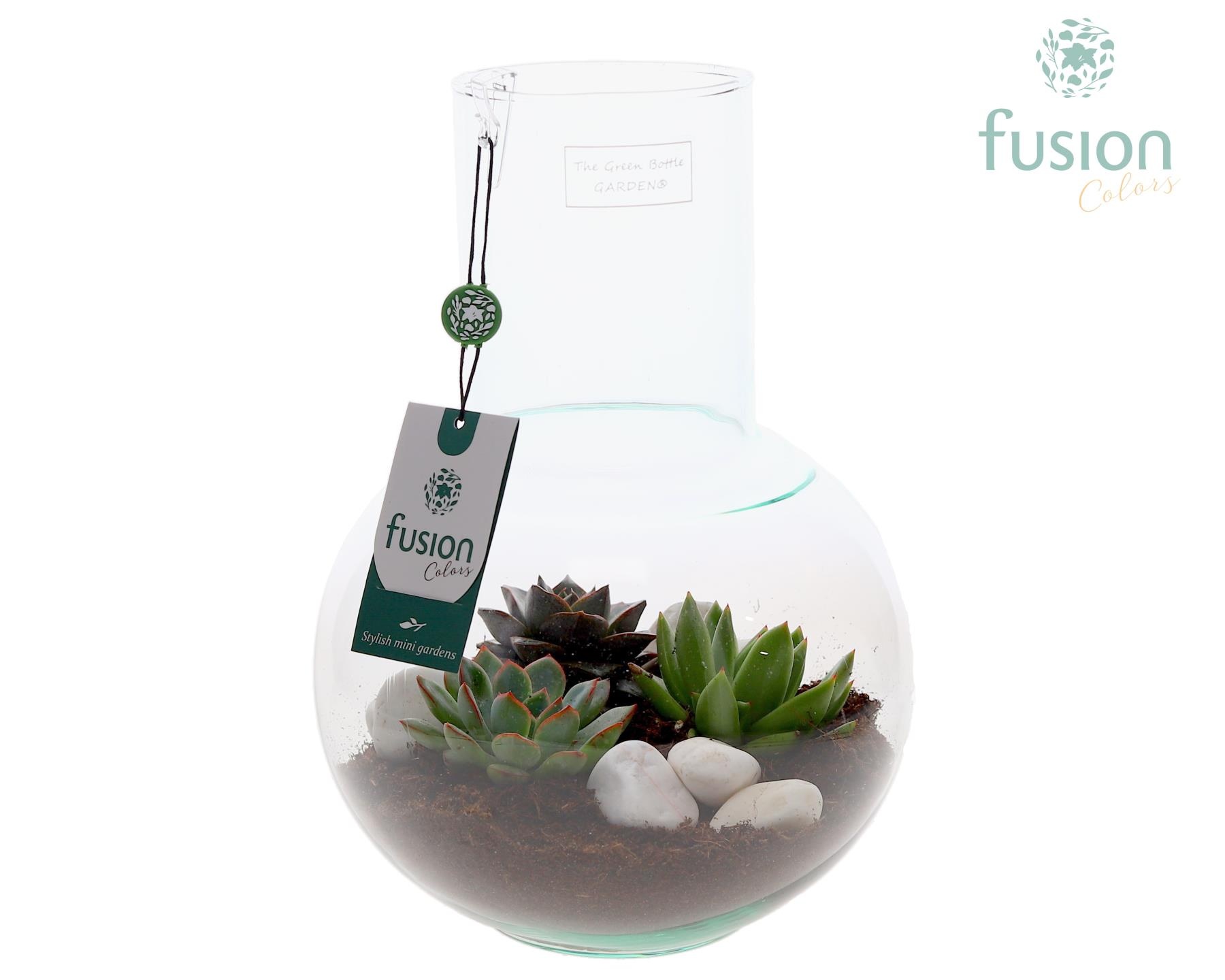 Green Bottle Suzanne Medium met Succulenten, D 21