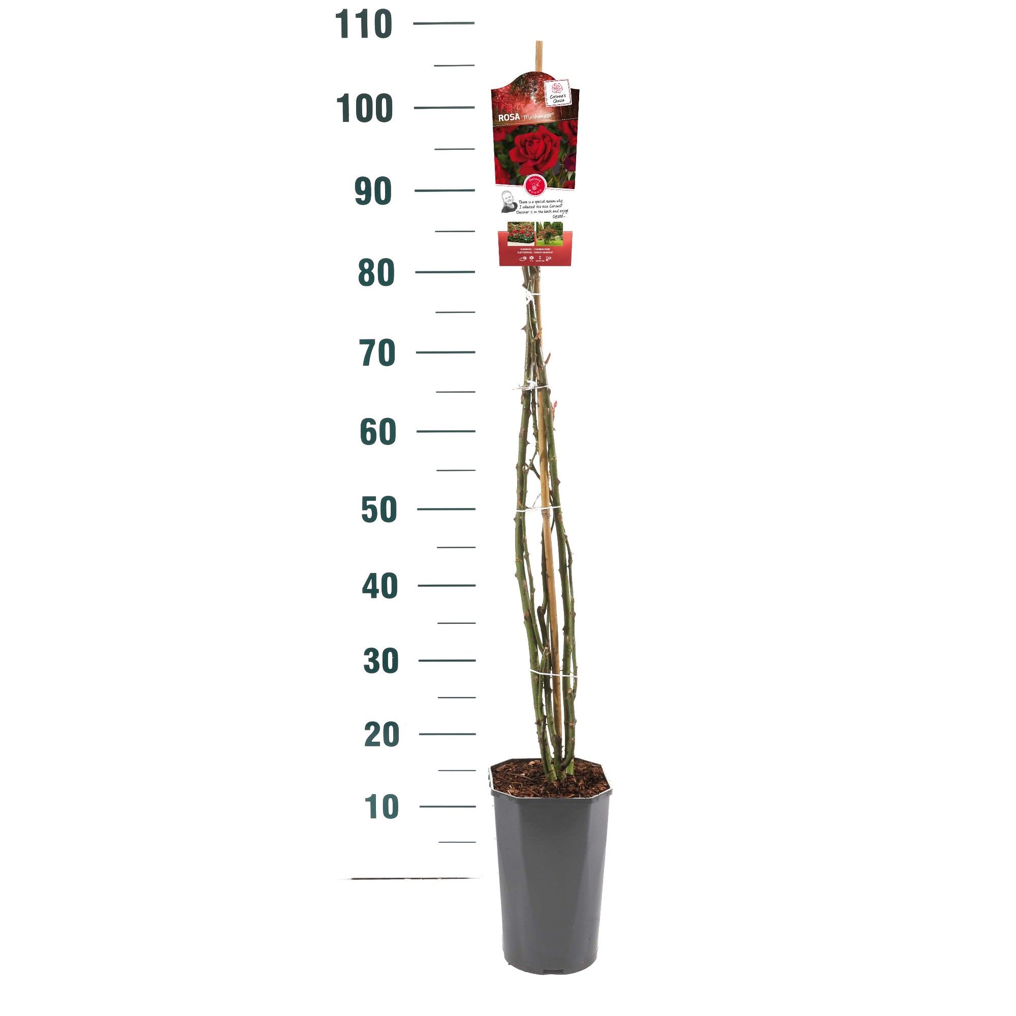 Rosa 'Mushimara' - Klim - C3rp - Basic Collection, D 19