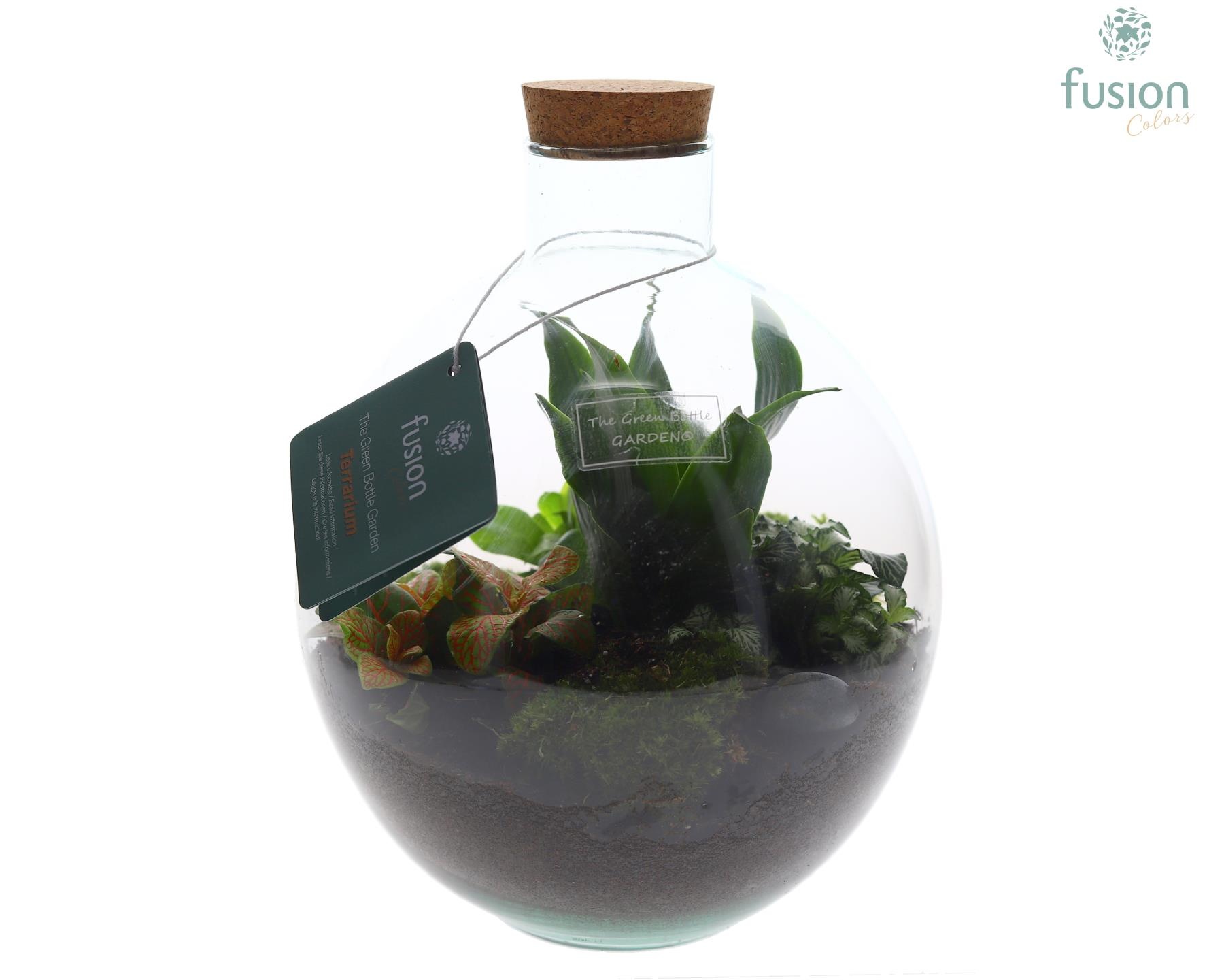 Terrarium Okaido Medium met arrangement, D 23