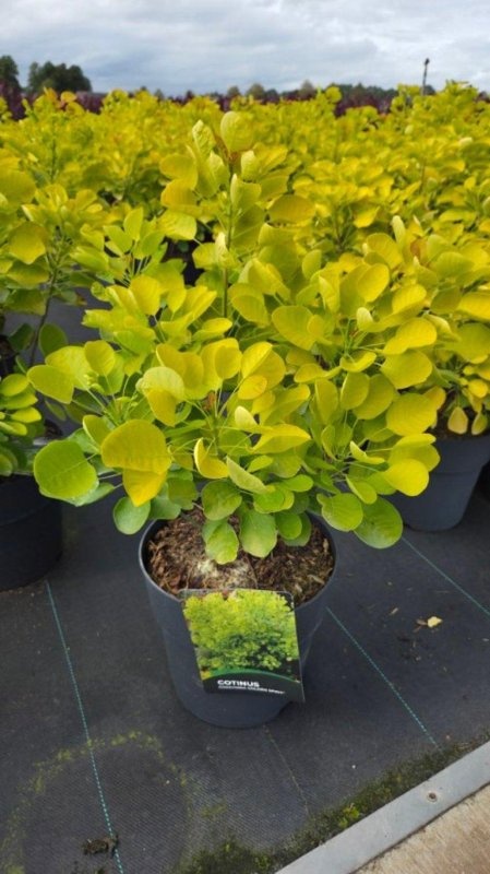 Cotinus cog. Golden Spirit, D 29