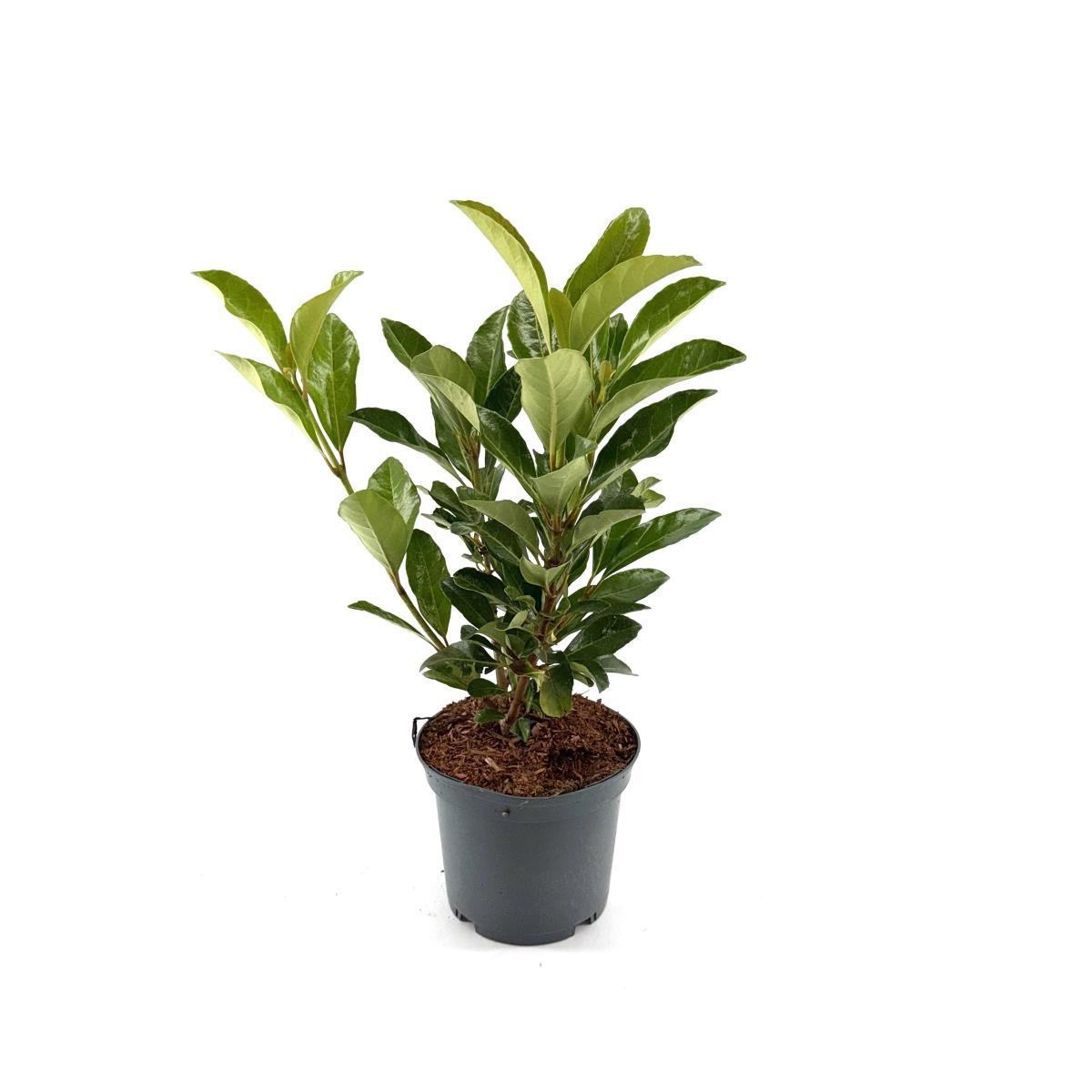 Viburnum japonicum, D 19