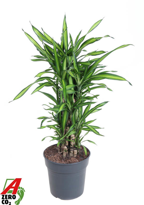 Dracaena Riki vertakt P27, D 27