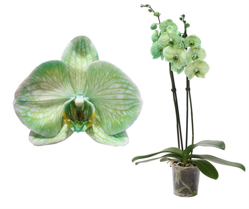 Phal I am Green 2T14+, D 12