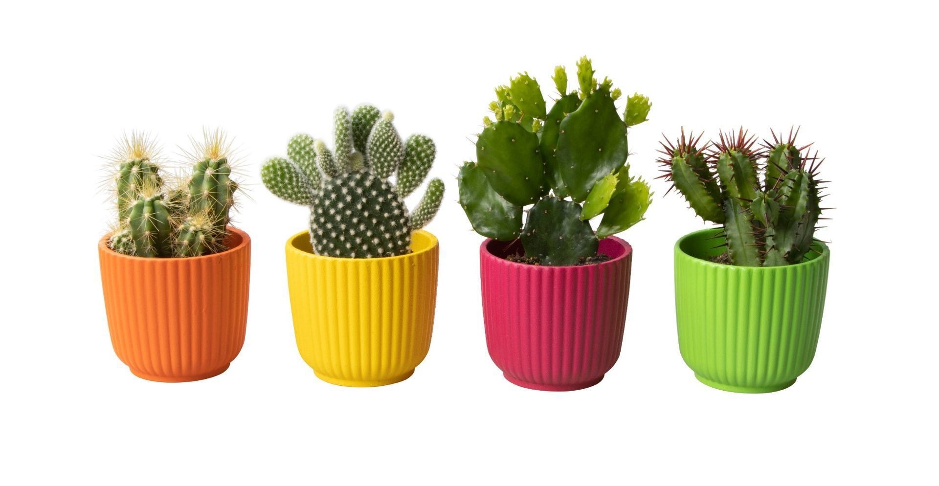 L 65621 with Cactus Mix, D 6