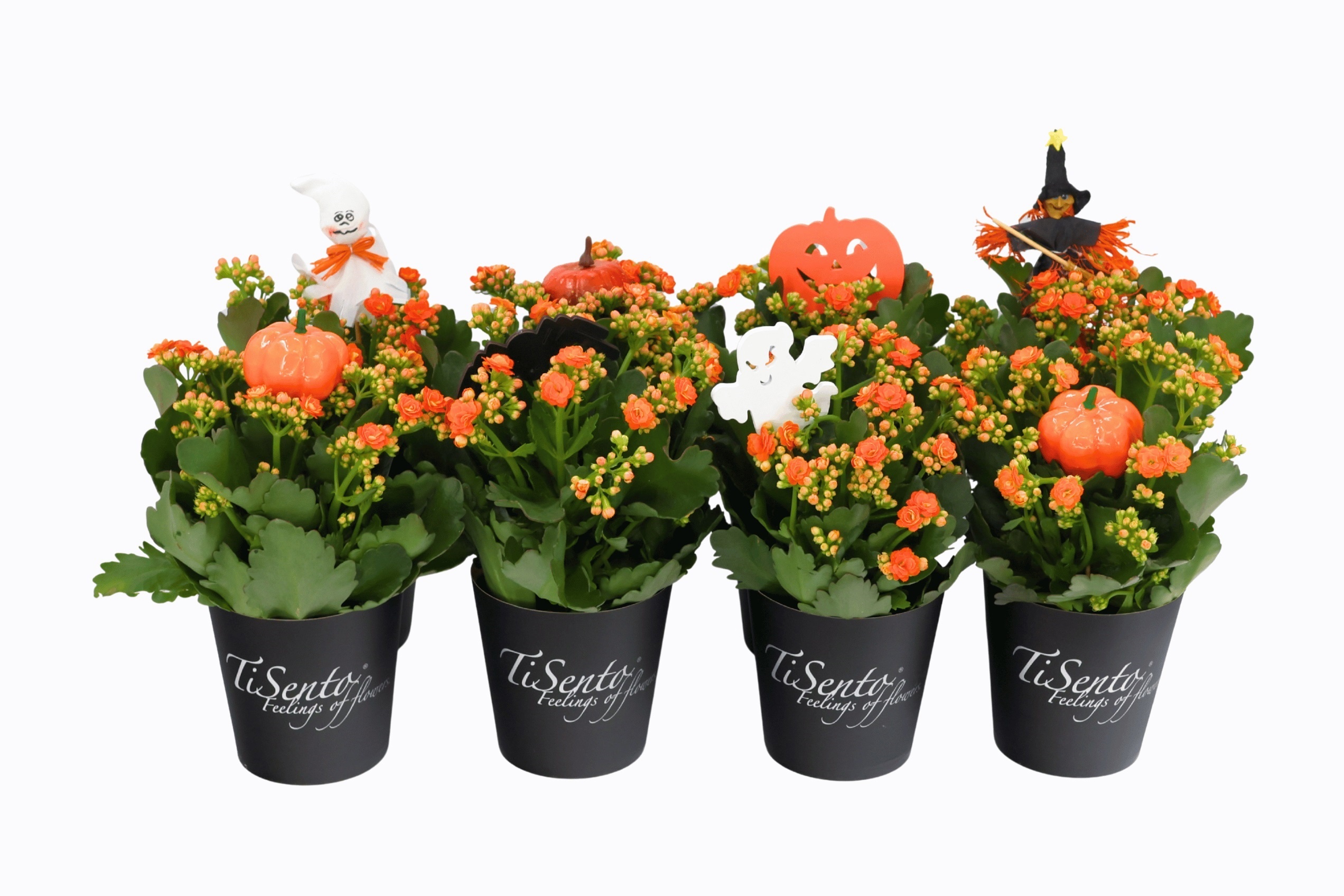 Calandiva 12 cm Oranje - zwarte Smartcup + Halloween Bijsteker, D 12