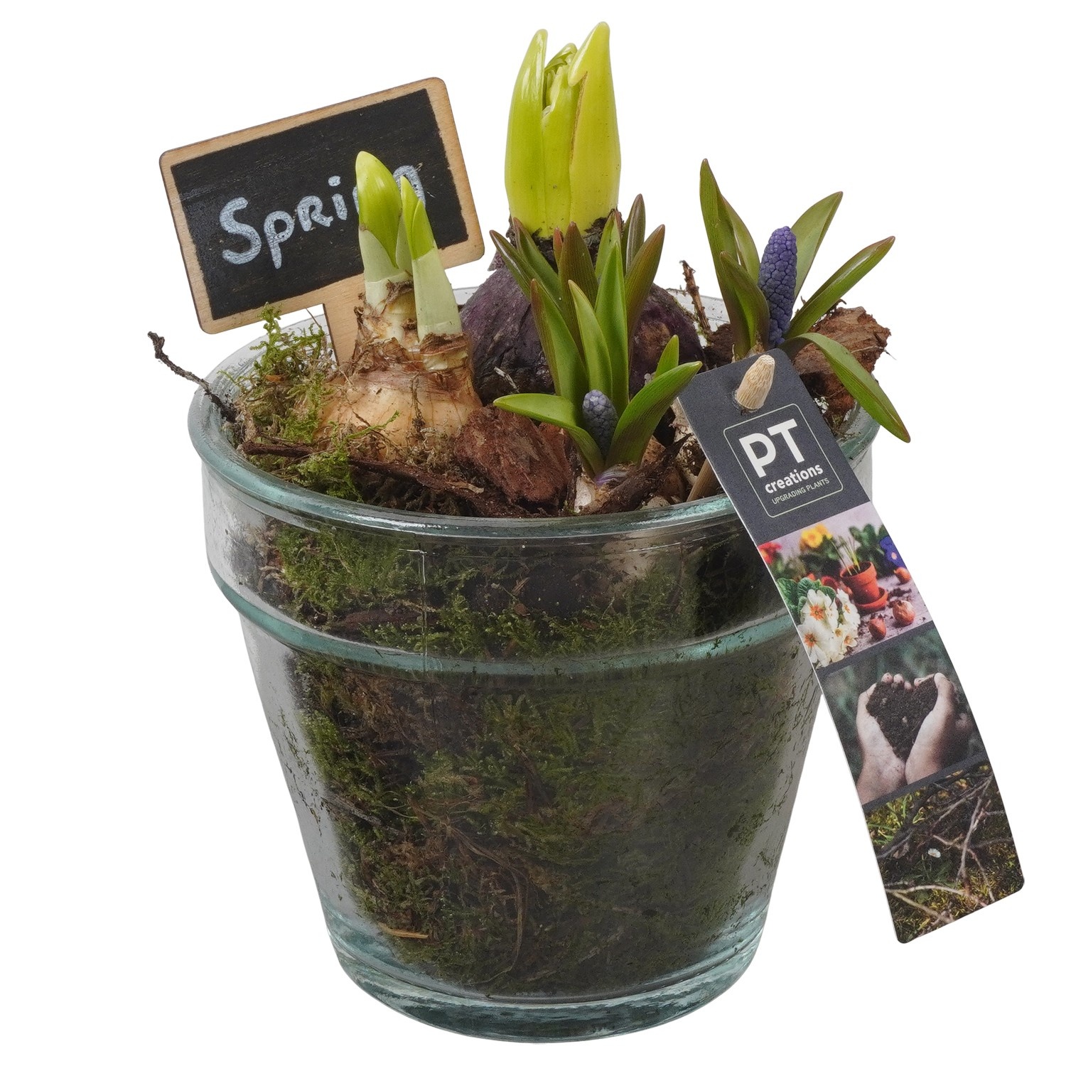 PTBM3938 Arrangement Flower Bulbs Mix in glazen vaas, D 13