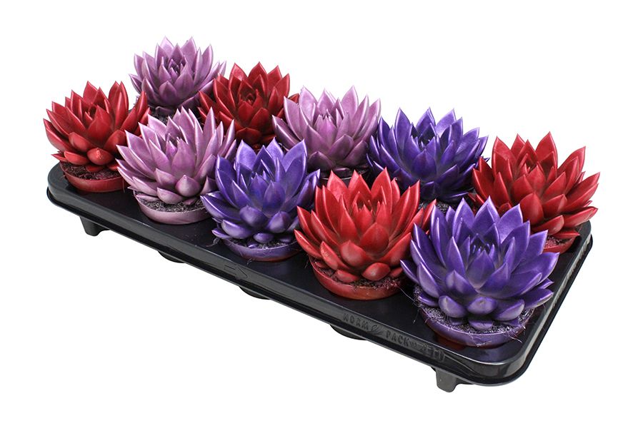 Miranda coloured metallic love mix, D 10,5