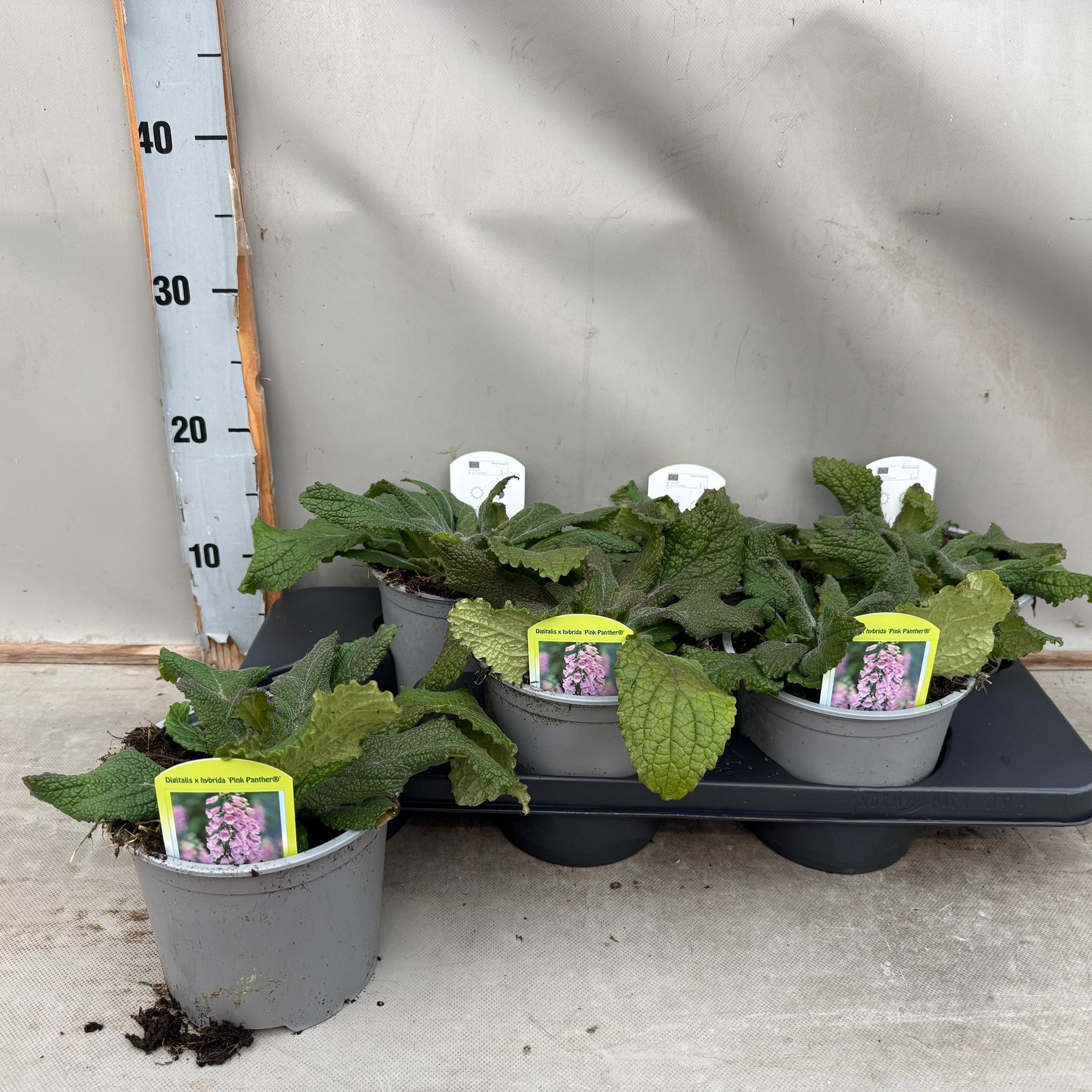 Digitalis Pink Panther, D 15