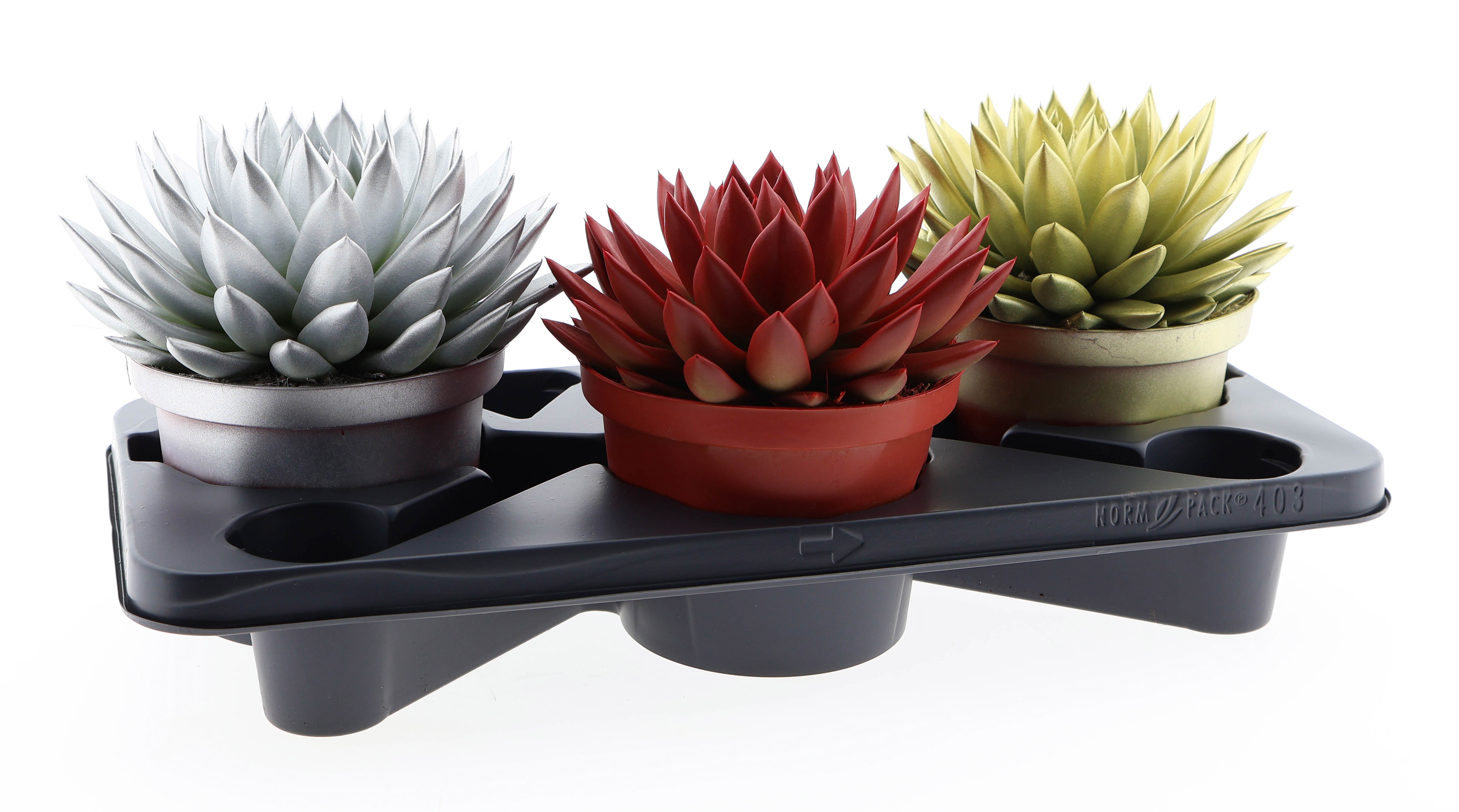 Rainbow kerstmix, D 17