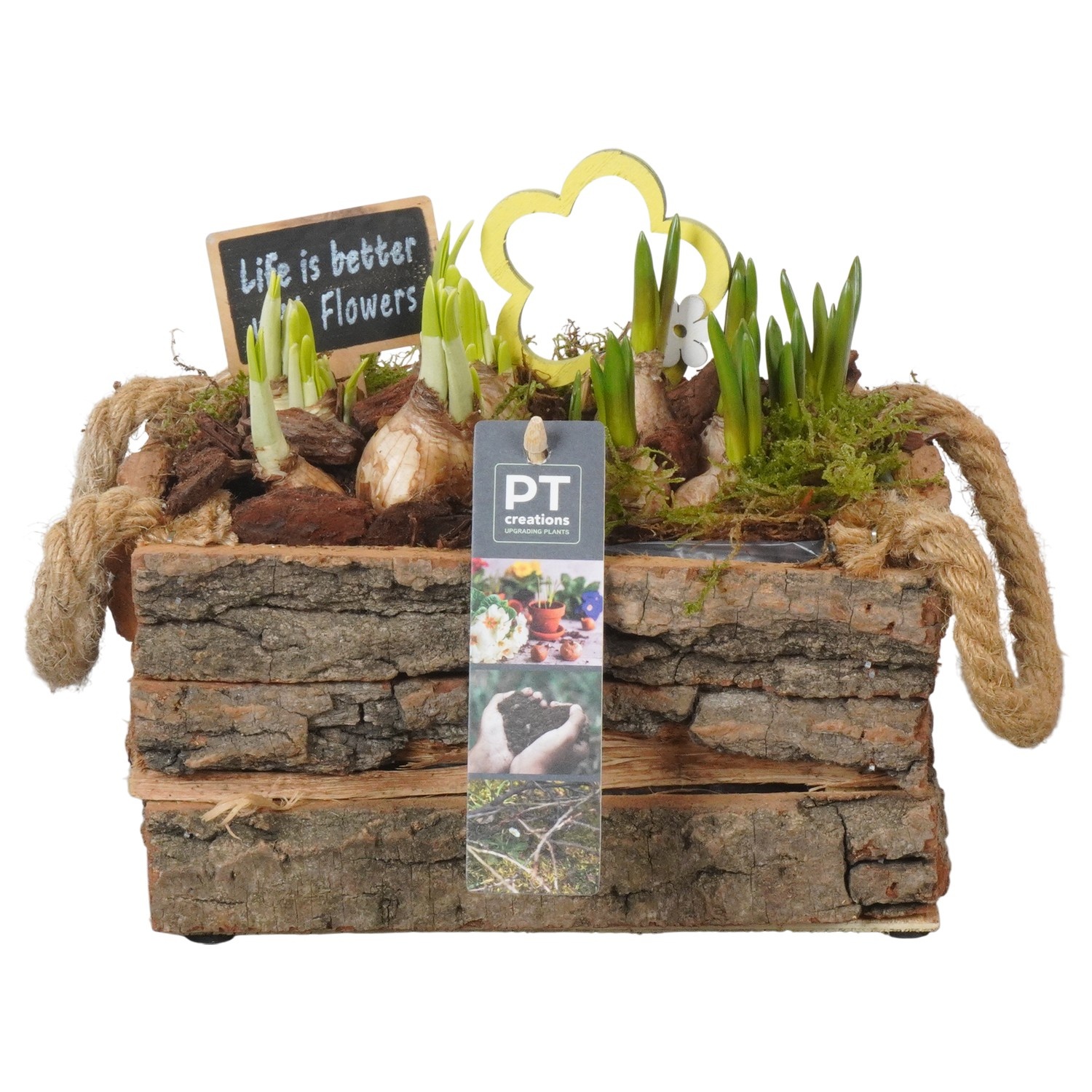 PTBM3911 Arrangement Flower Bulbs Mix in houten rechthoek pot, D 20