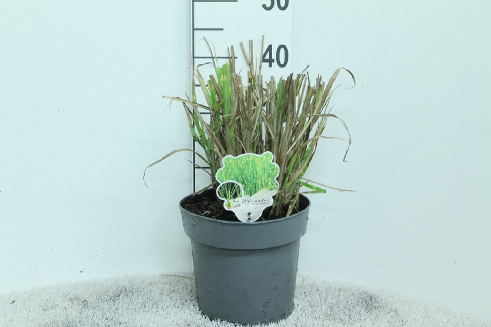 Miscanthus sin. 'Zebrinus' P23, D 23