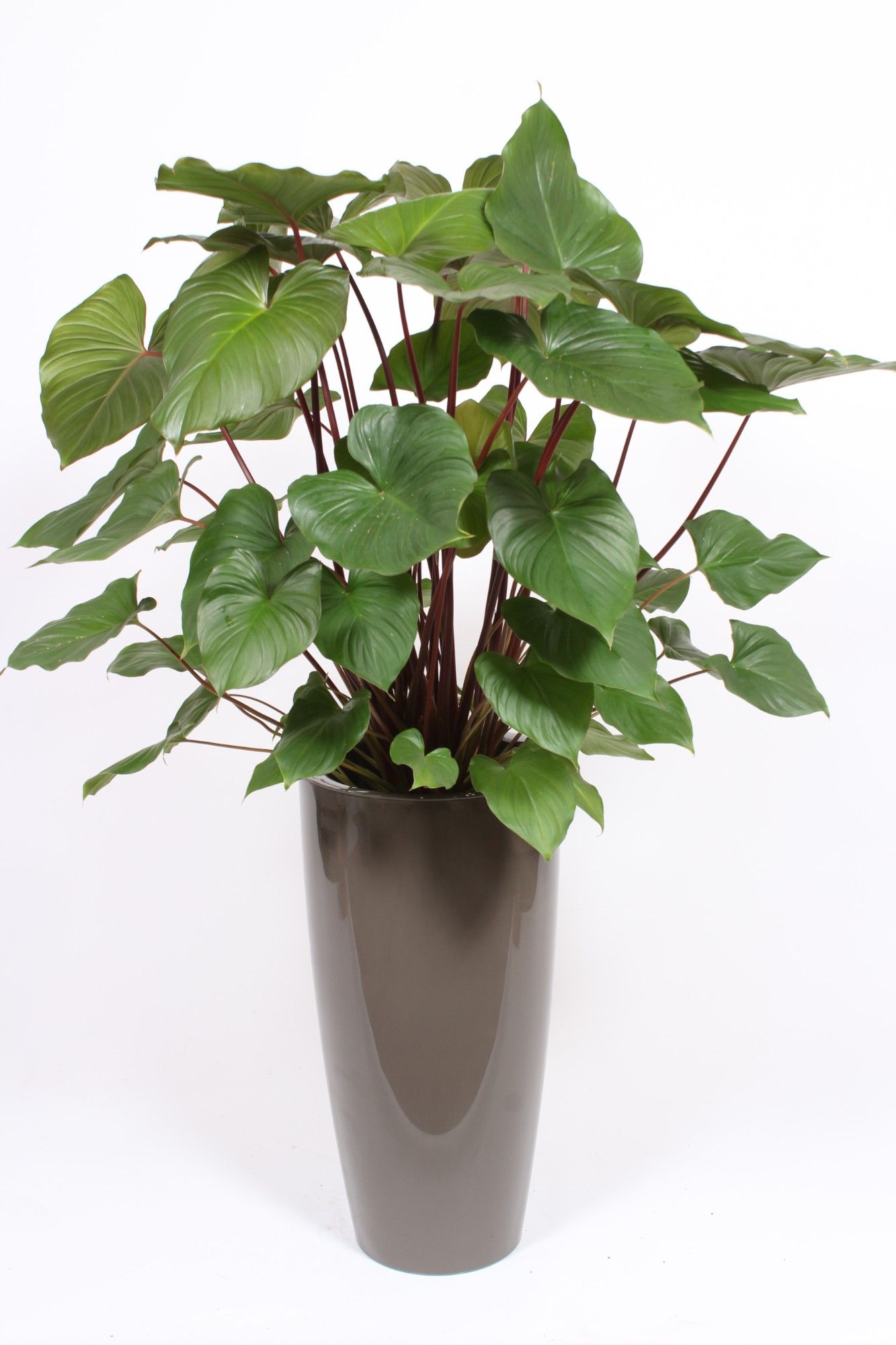 Homalomena 'Maggy' in Santorini pot "taupe", D 33