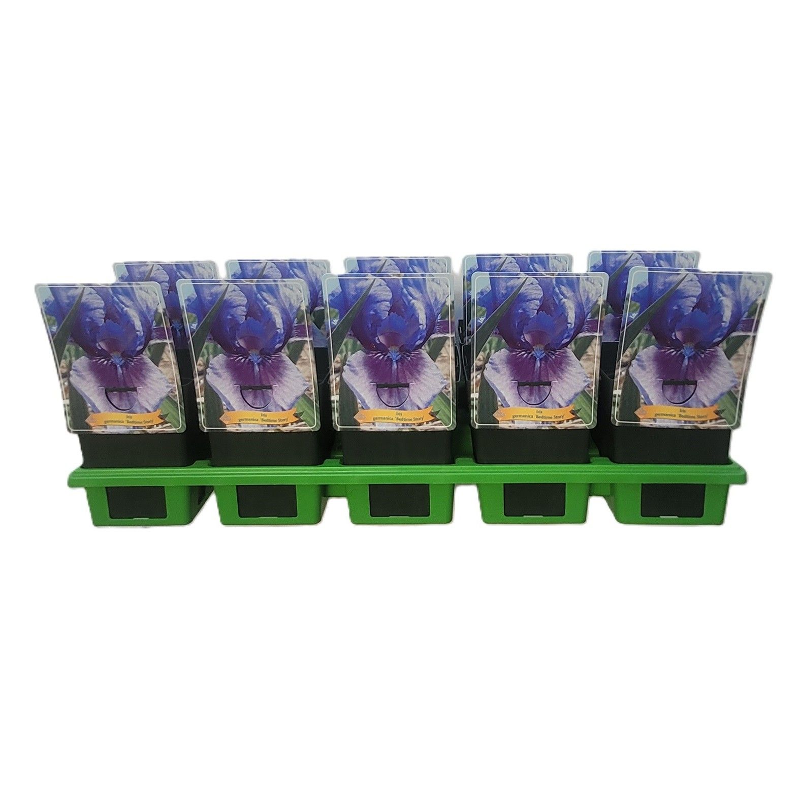 Iris germanica 'Bedtime Story' P11, D 11