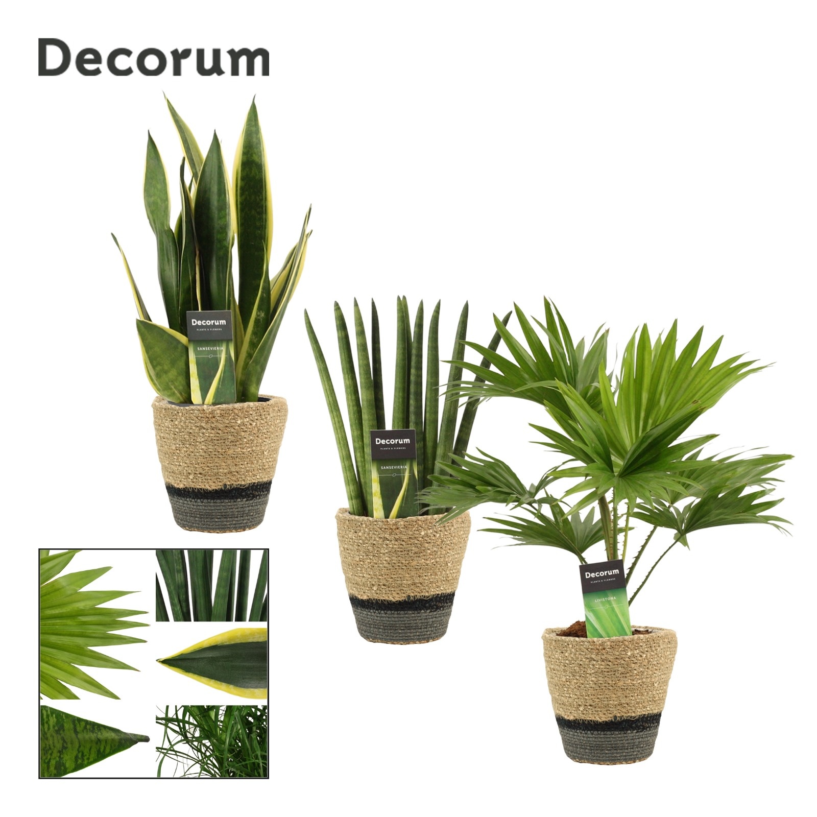 Groenmix 12 cm in Hanoi mand grijs (Deco-collection), D 12