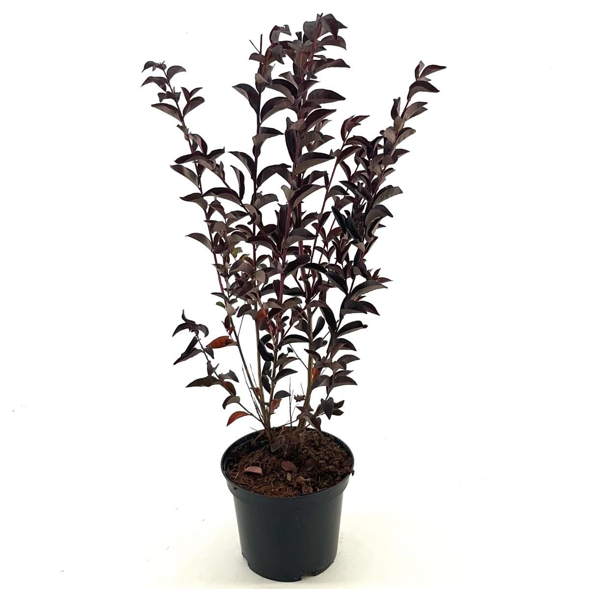 Lagerstroemia i. Shell Pink, rose, D 19