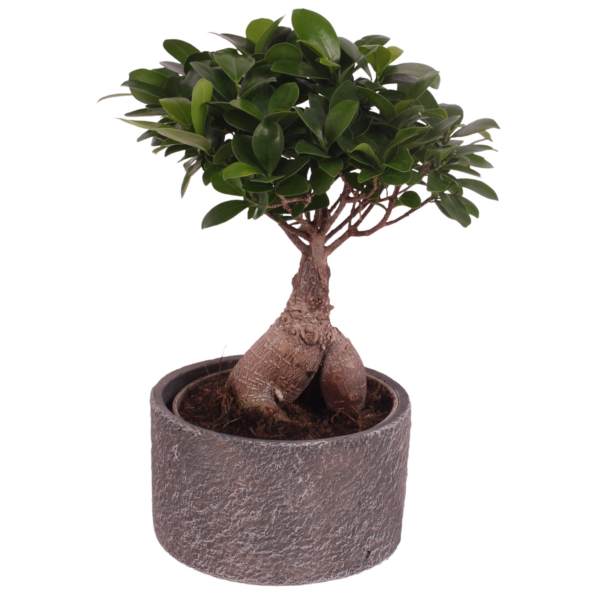 Ficus m. Ginseng Ball Shape Ø15cm in Ø17cm Ceramic NT566, D 17