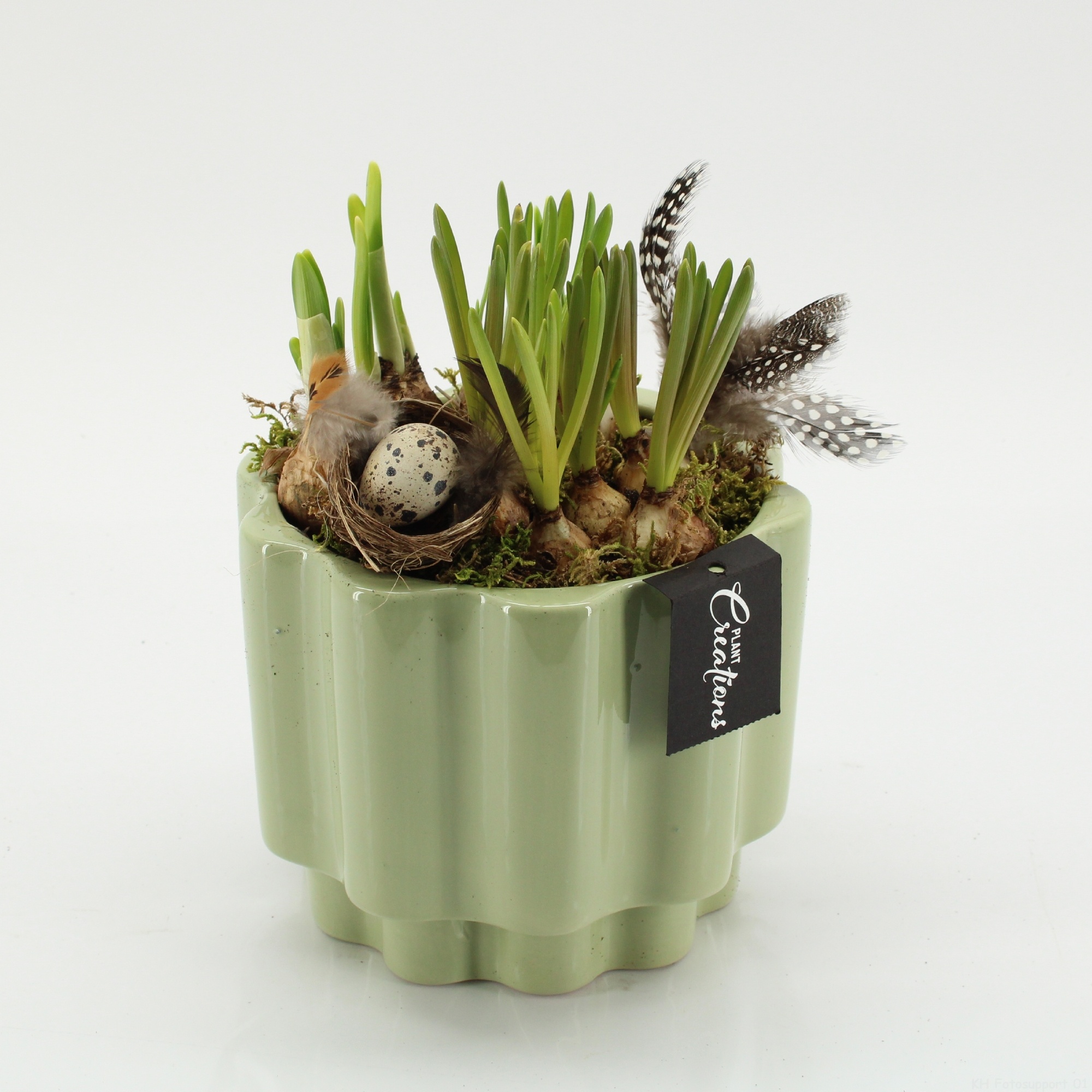 PNCR-2645 Paas narcis creatie, D 17