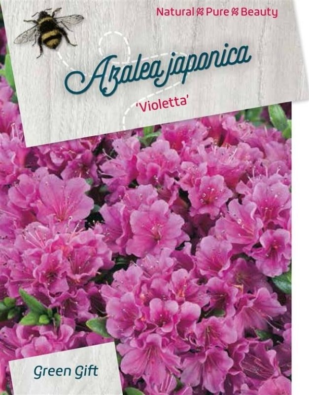 Rhododendron (AJ) 'Violetta', D 29