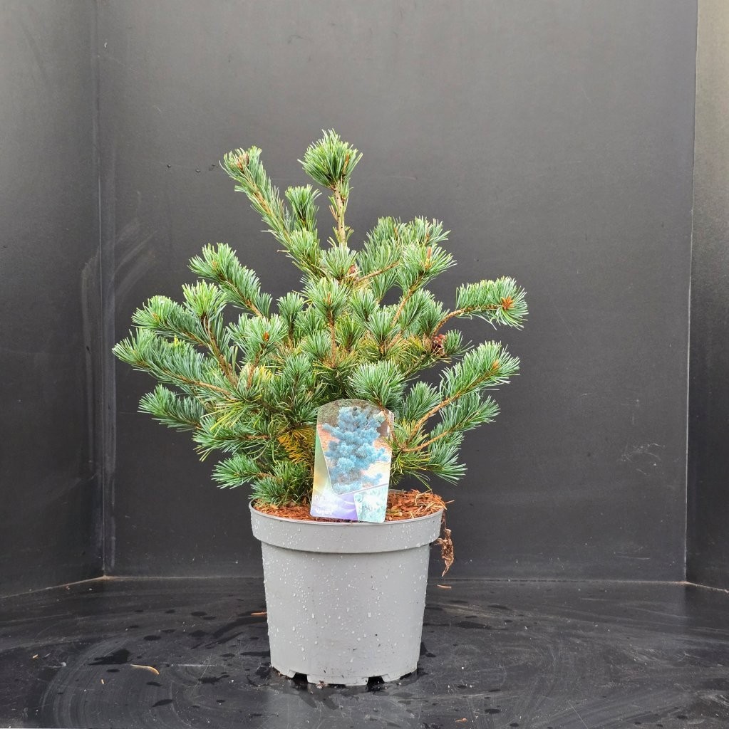 Pinus parviflora Negishi, D 26