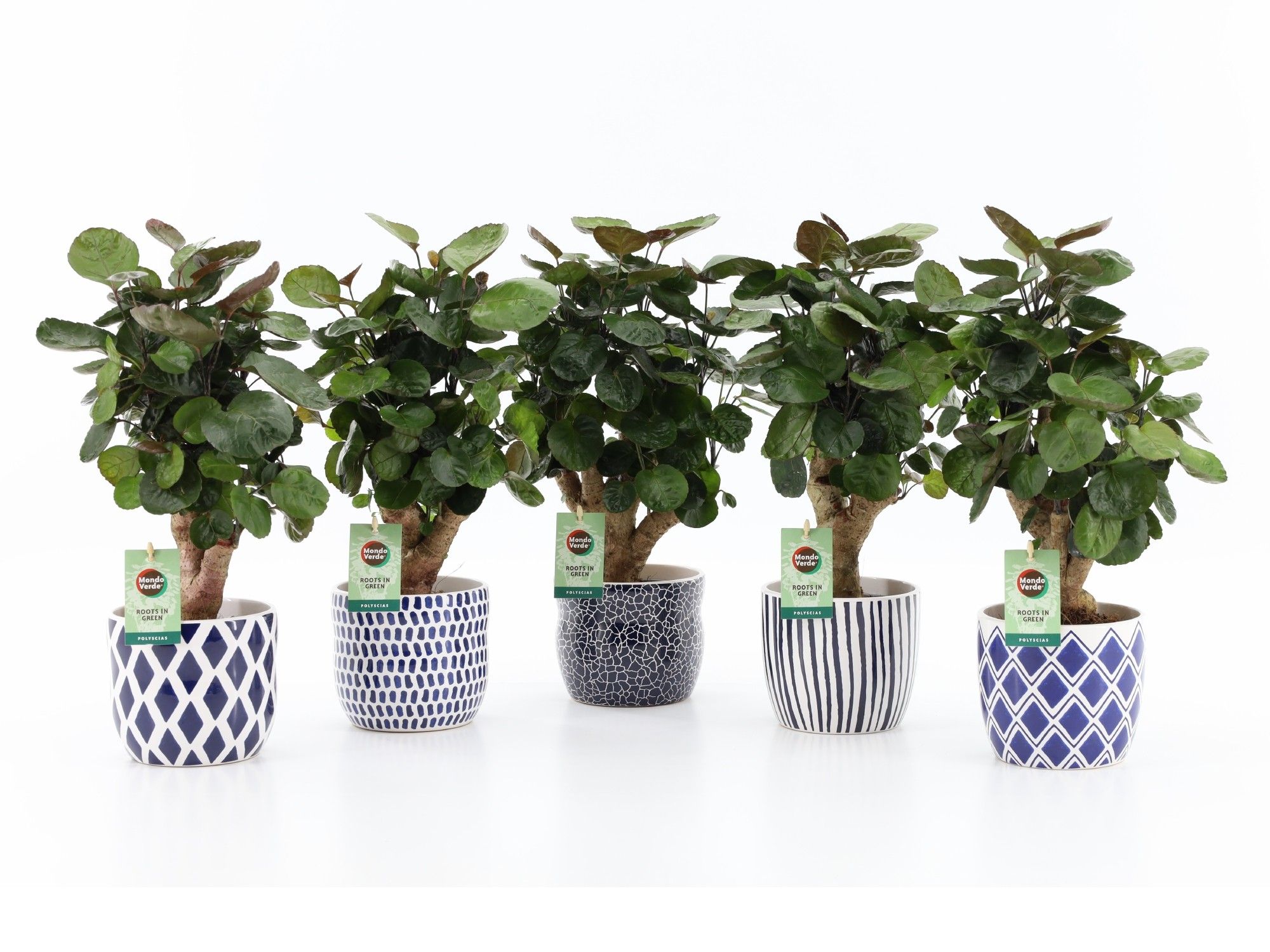 Polyscias Fabian in Delft Blue, D 13