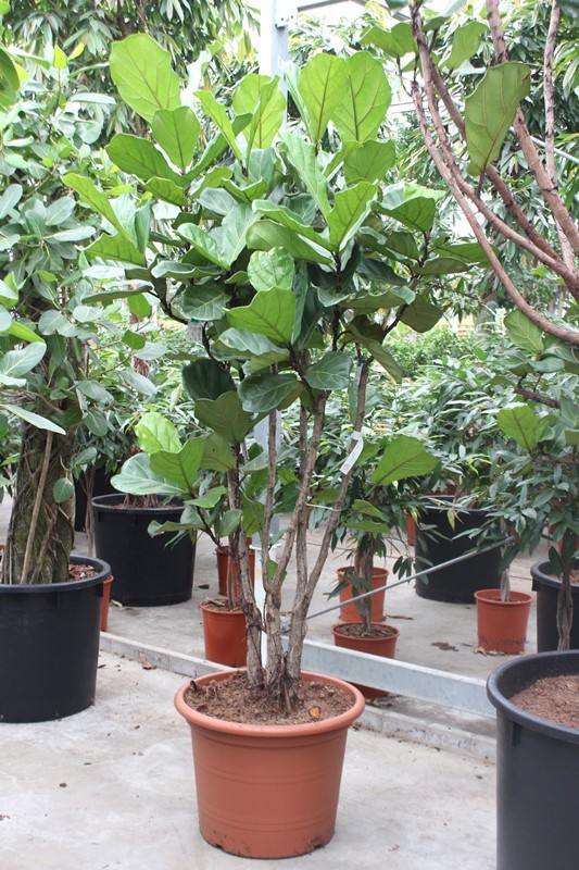 Ficus lyrata, D 60