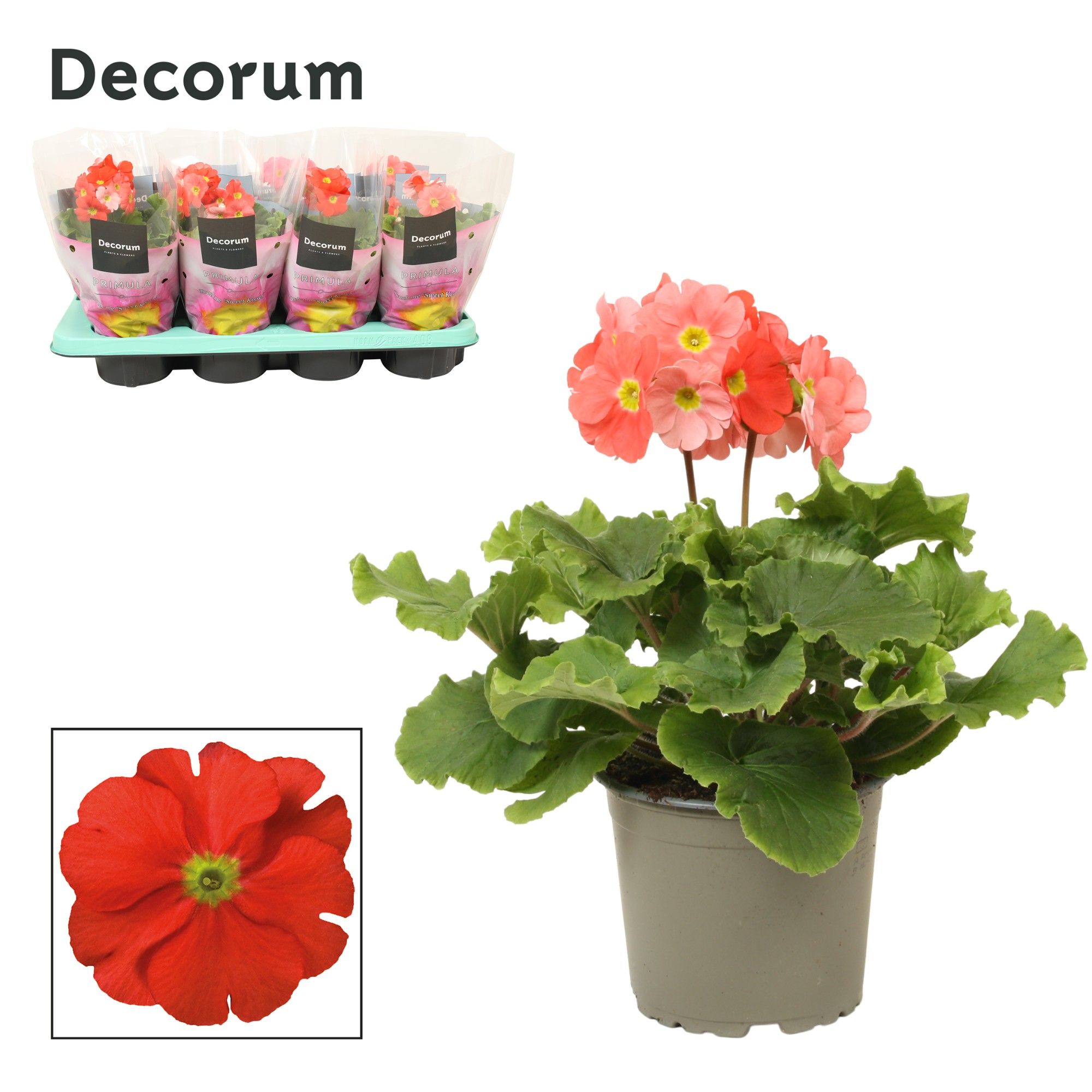 Primula 'Touch Me' Orange | Decorum, D 12